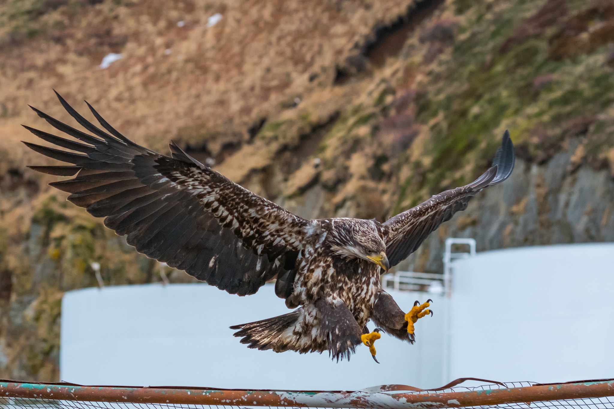 Fujifilm X-T2 + Fujifilm XF 90mm F2 R LM WR sample photo. Stick the landing, youngin. photography