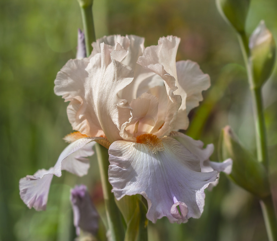 Canon EF 100mm F2.8 Macro USM sample photo. Ирис photography