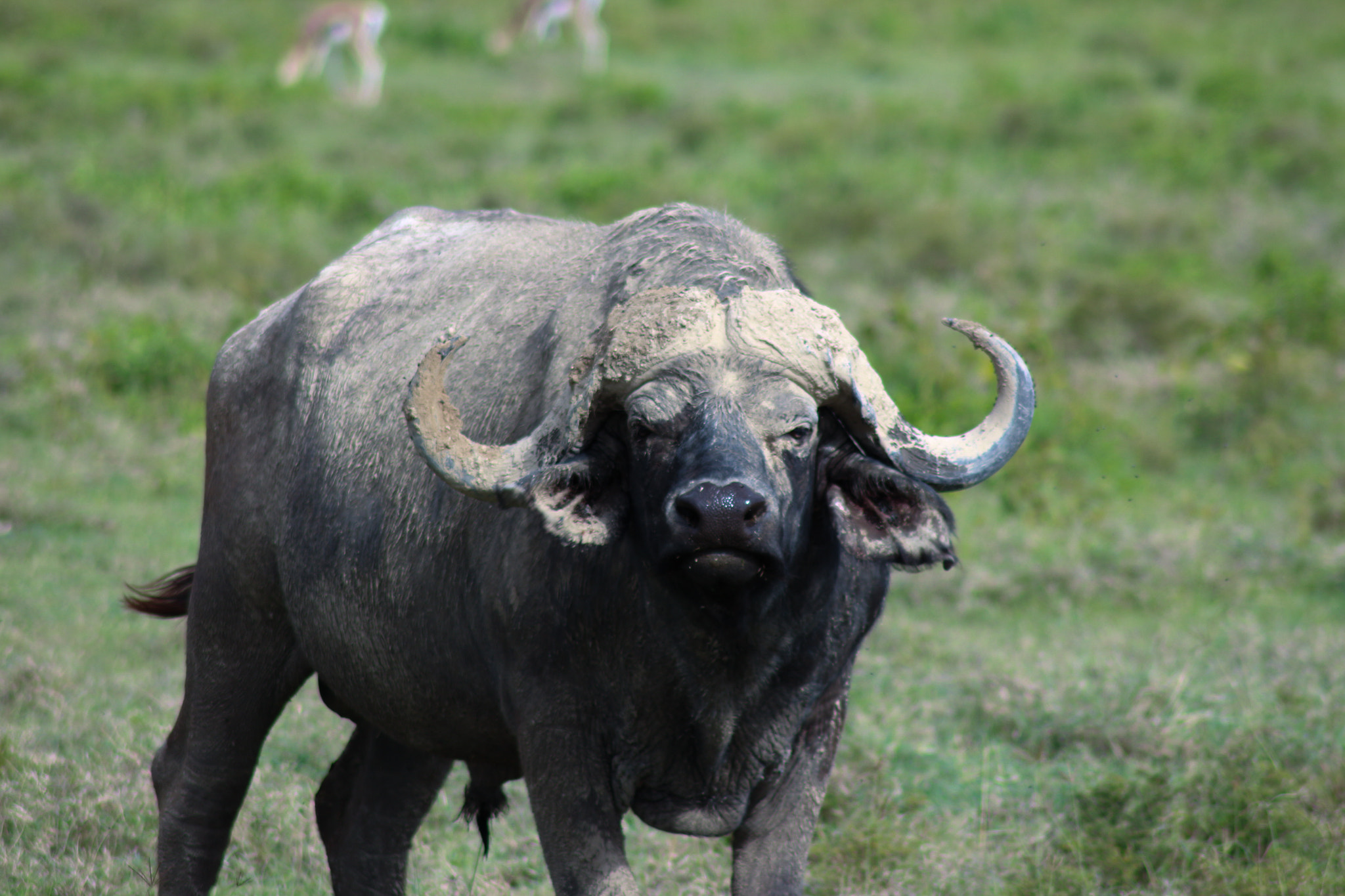 Canon EOS 650D (EOS Rebel T4i / EOS Kiss X6i) sample photo. Lago nakuru agosto photography