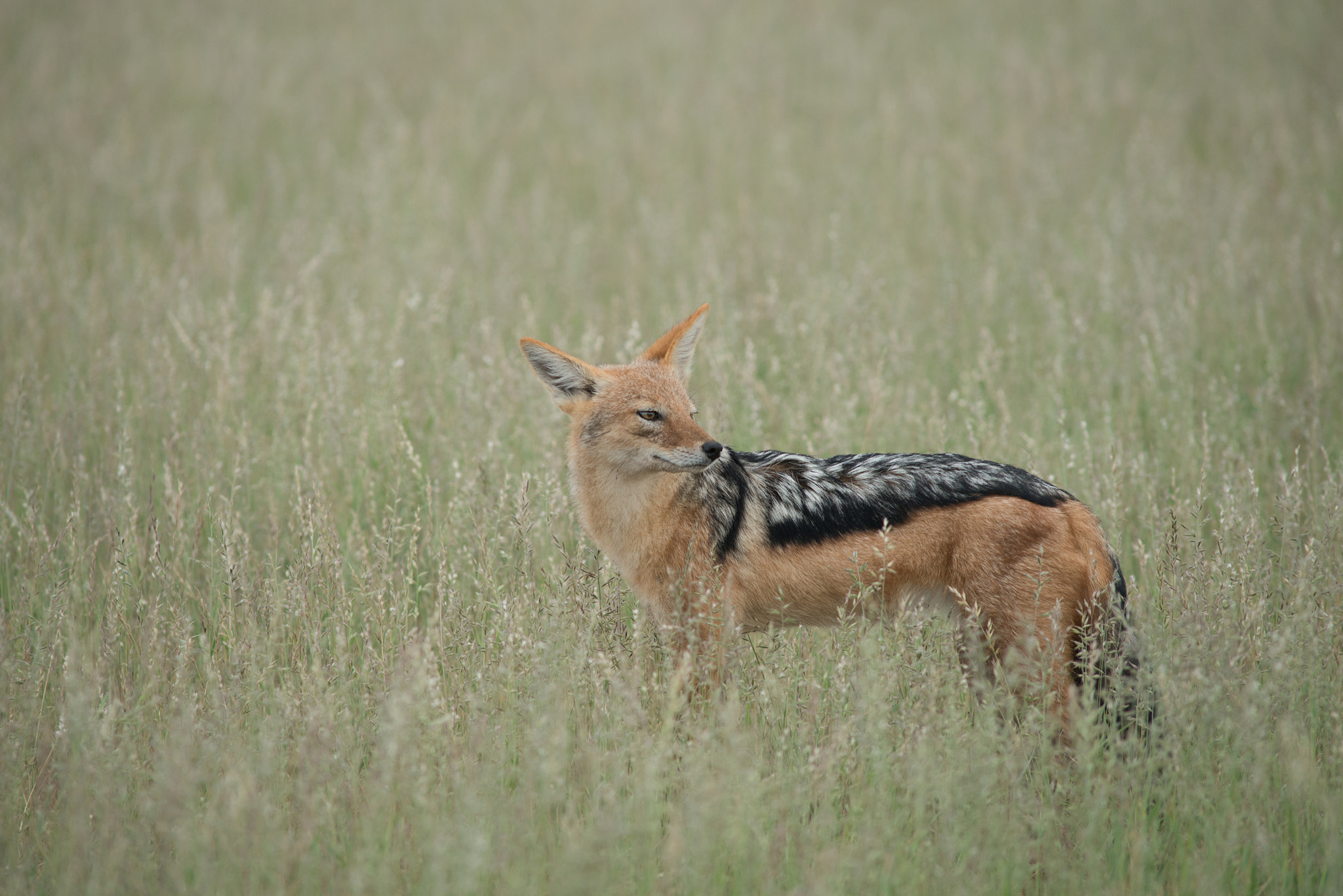 AF Nikkor 300mm f/4 IF-ED sample photo. Desert jackal photography