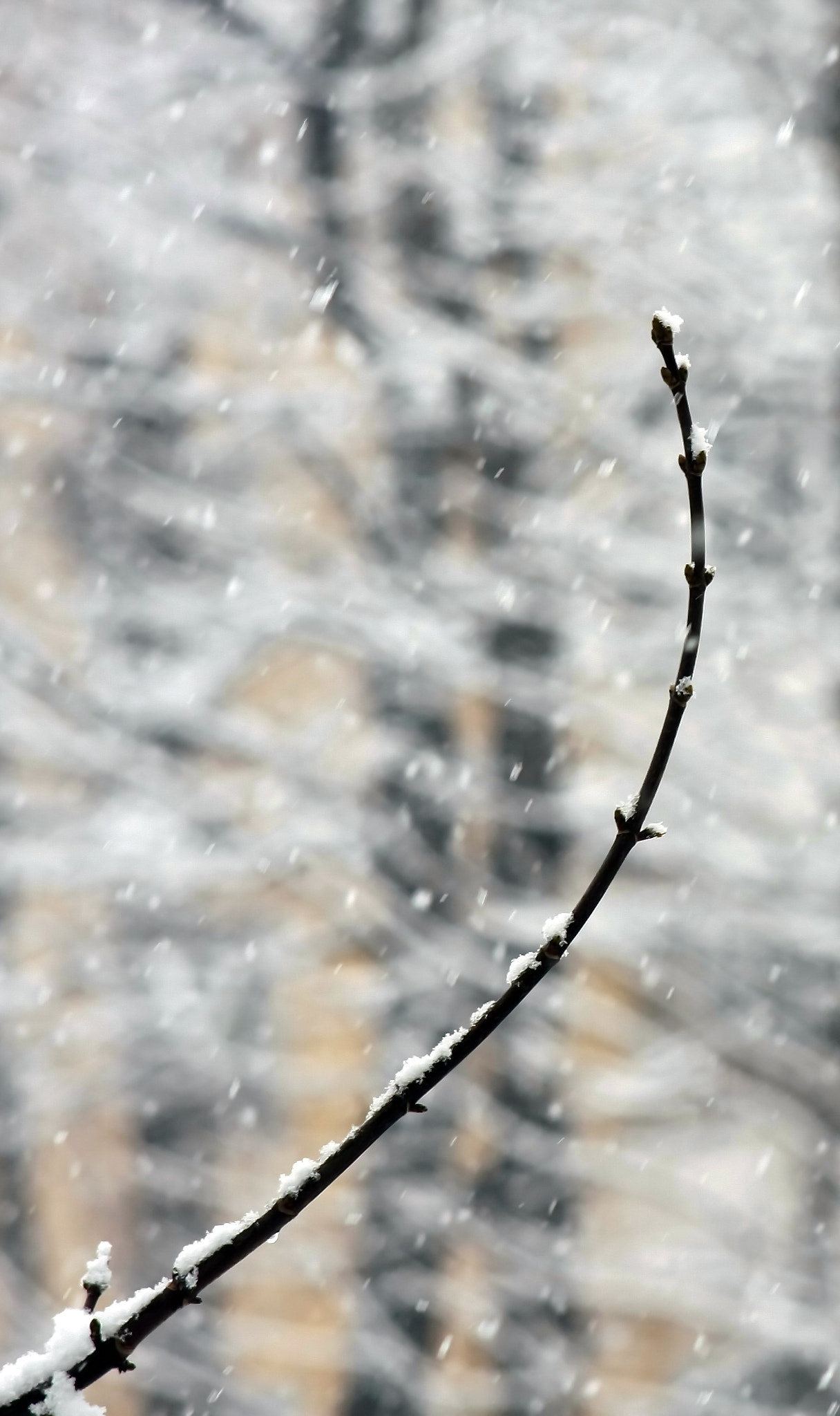 Canon EF 35-80mm f/4-5.6 sample photo. Surviving winter photography