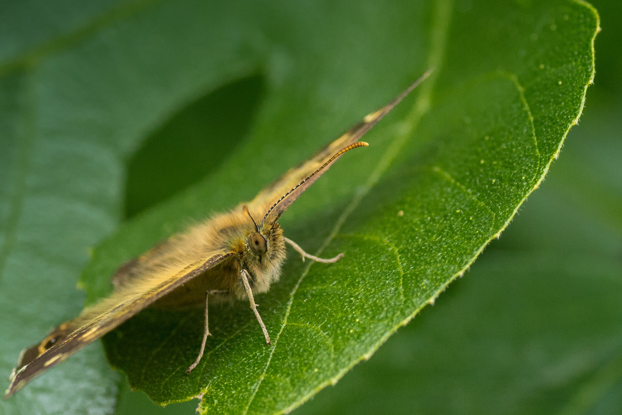 Canon EOS 700D (EOS Rebel T5i / EOS Kiss X7i) + Tamron SP AF 90mm F2.8 Di Macro sample photo. Butterfly photography