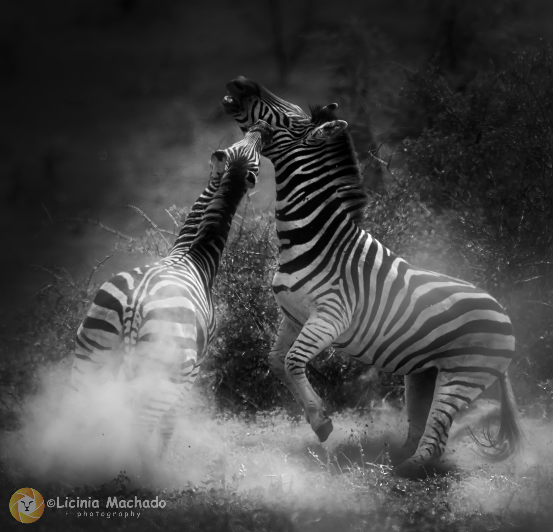 Nikon D3S + Nikon AF-S Nikkor 500mm F4G ED VR sample photo. Fighting zebras photography