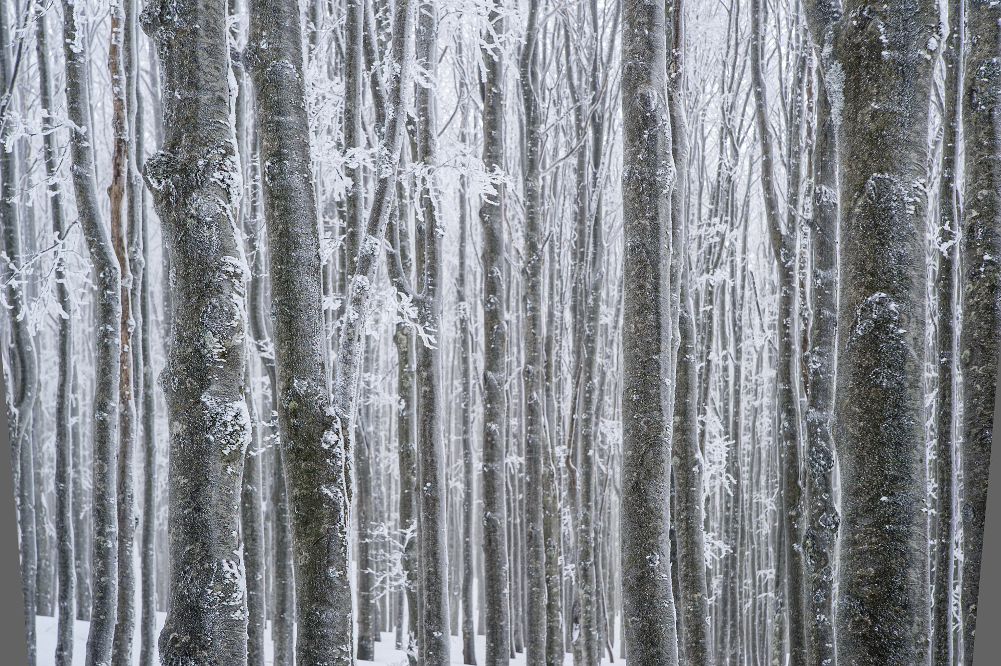 Nikon D700 sample photo. Frozen trees photography