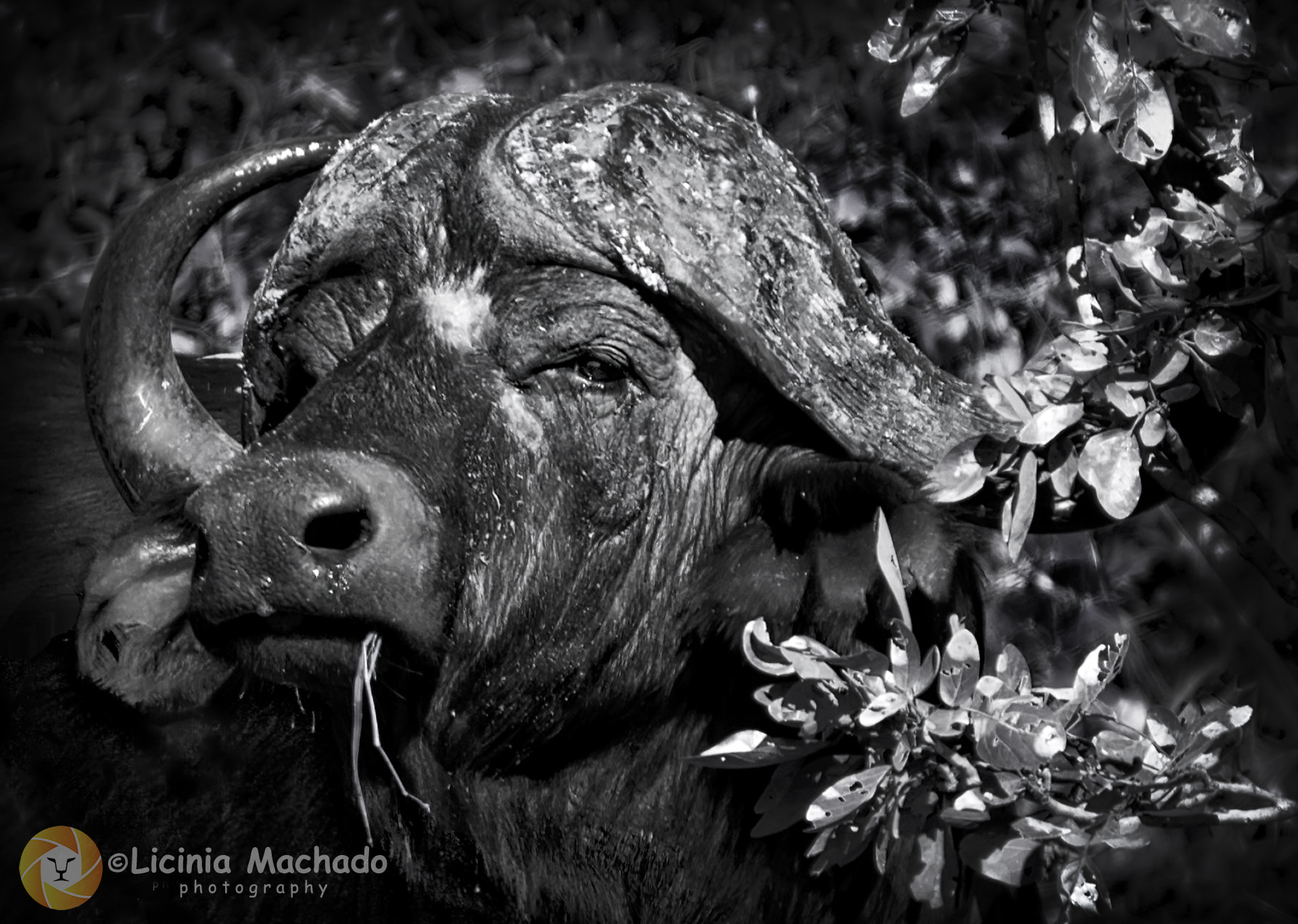 Nikon D70 + Sigma 50-500mm F4-6.3 EX APO RF HSM sample photo. Buffalo black&white photography