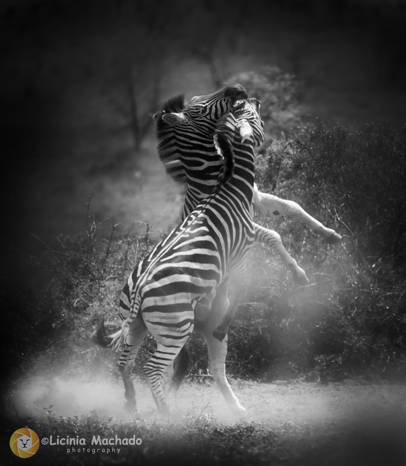 Nikon D3S + Nikon AF-S Nikkor 500mm F4G ED VR sample photo. Fighting zebras photography