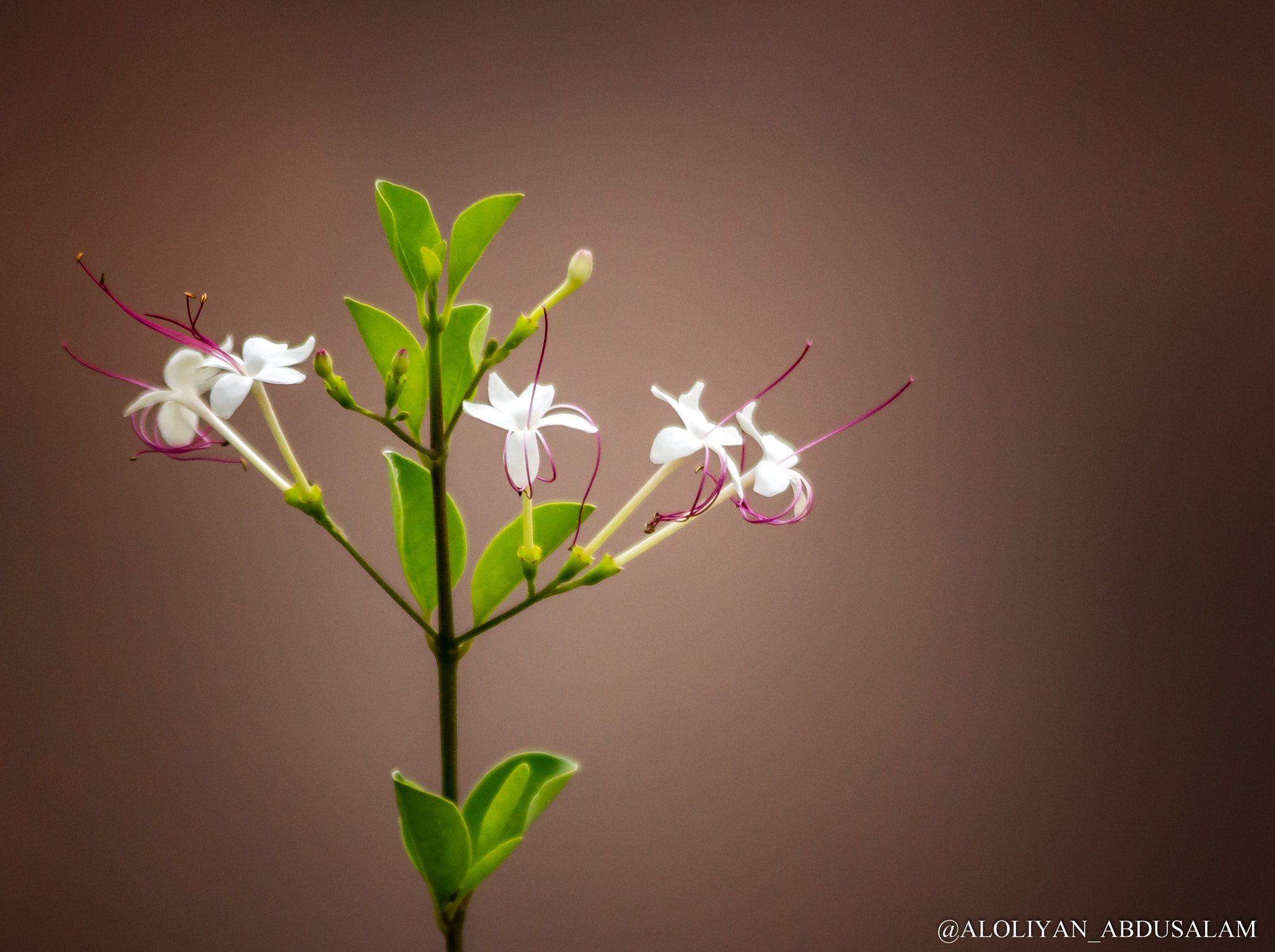 Sigma 150-500mm F5-6.3 DG OS HSM sample photo. A flower photography