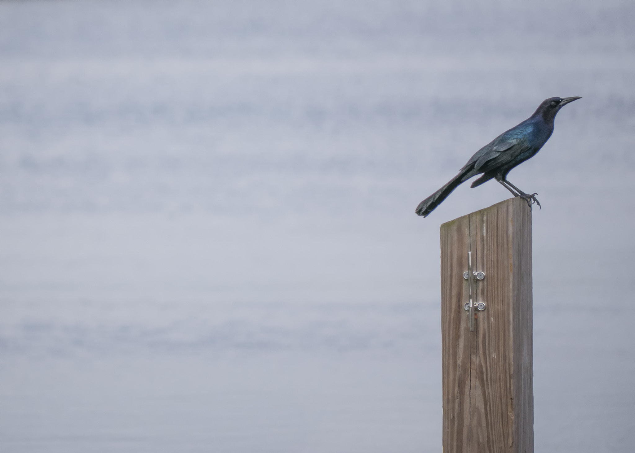 Panasonic Lumix G Vario 45-200mm F4-5.6 OIS sample photo. Al borde photography