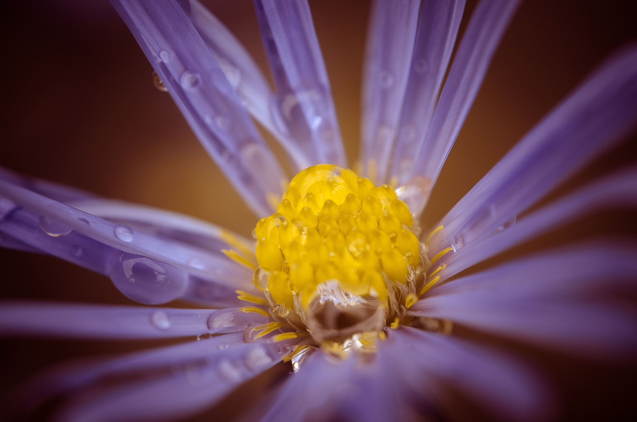 Nikon AF-S Micro-Nikkor 60mm F2.8G ED sample photo. Good morning photography