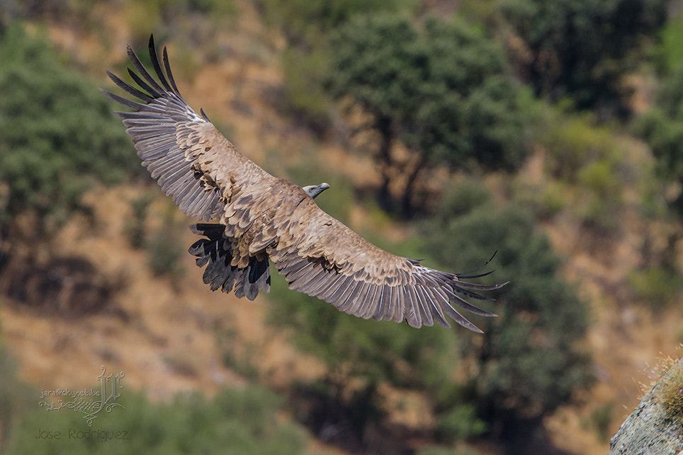 Canon EOS 7D Mark II + Canon EF 300mm F2.8L IS USM sample photo. Vautour_4a7a2748 photography