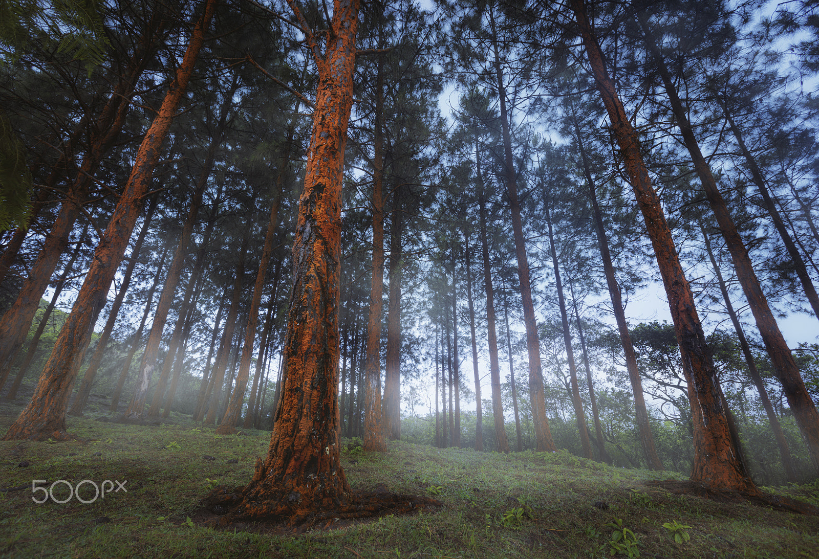 Canon EF 16-35mm F2.8L II USM sample photo. Orange forest photography