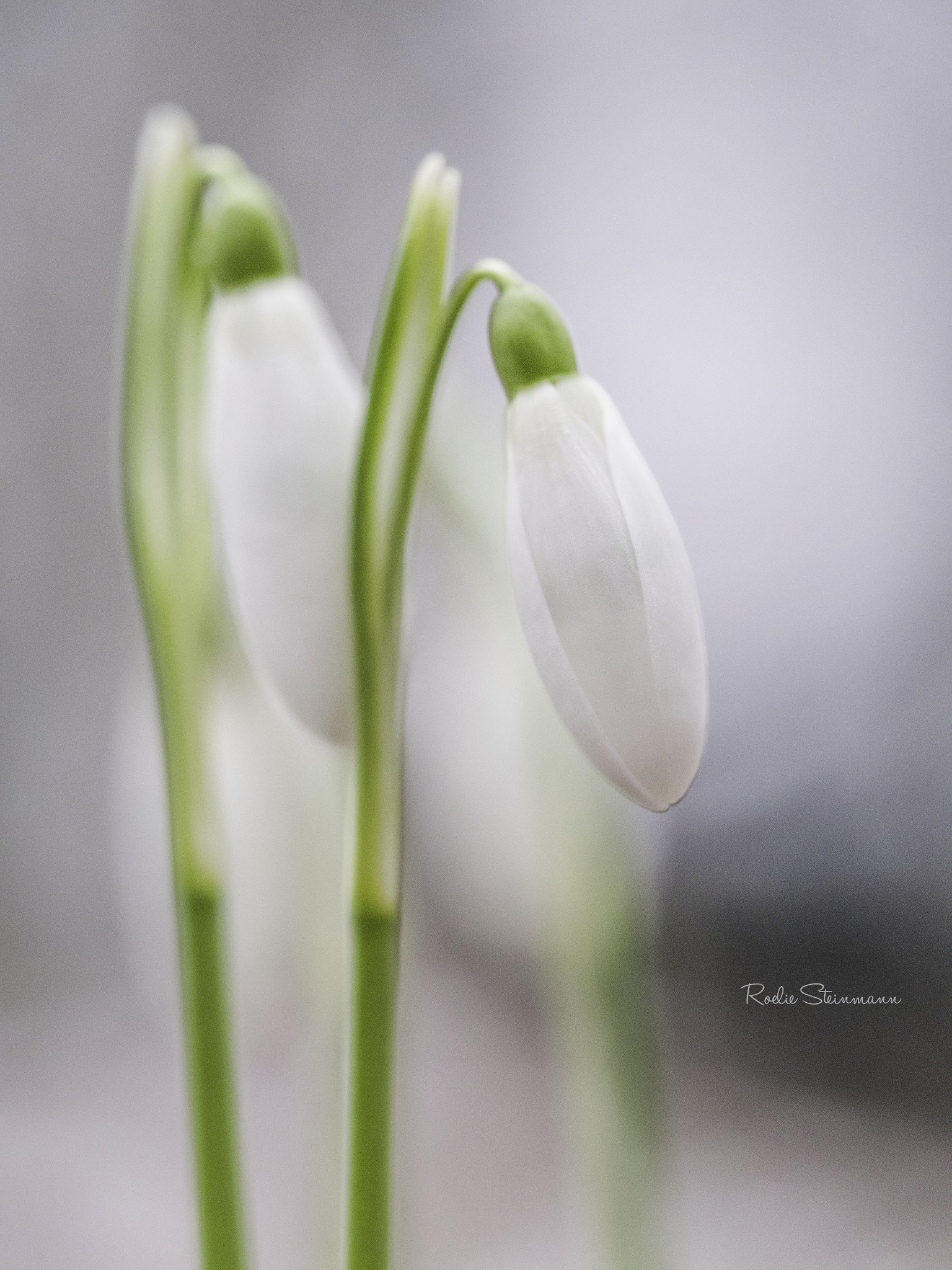 Olympus M.Zuiko Digital ED 60mm F2.8 Macro sample photo. Snowdrops in the snow photography