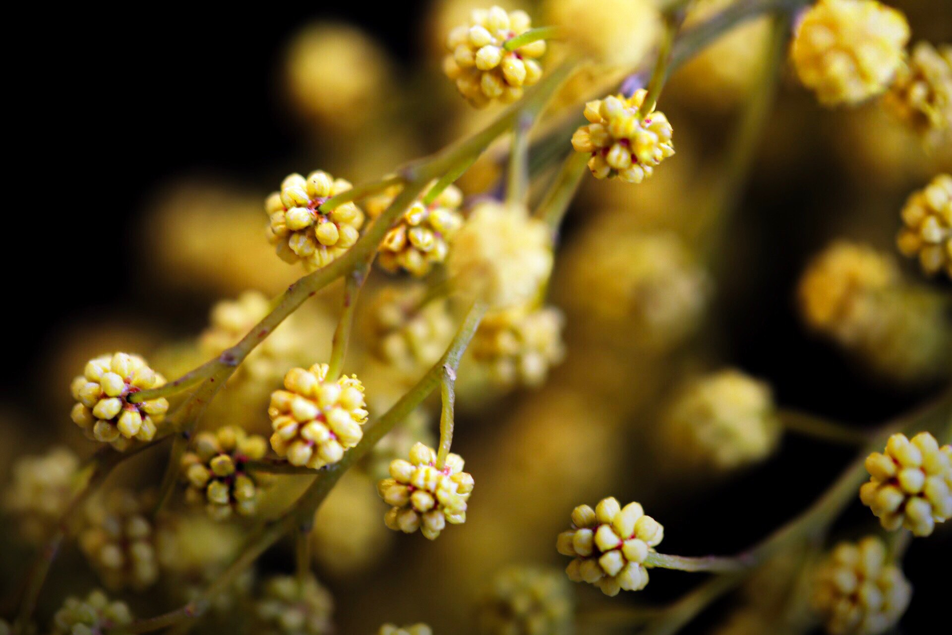 Canon EF 100mm F2.8L Macro IS USM sample photo. Just a yellow photography