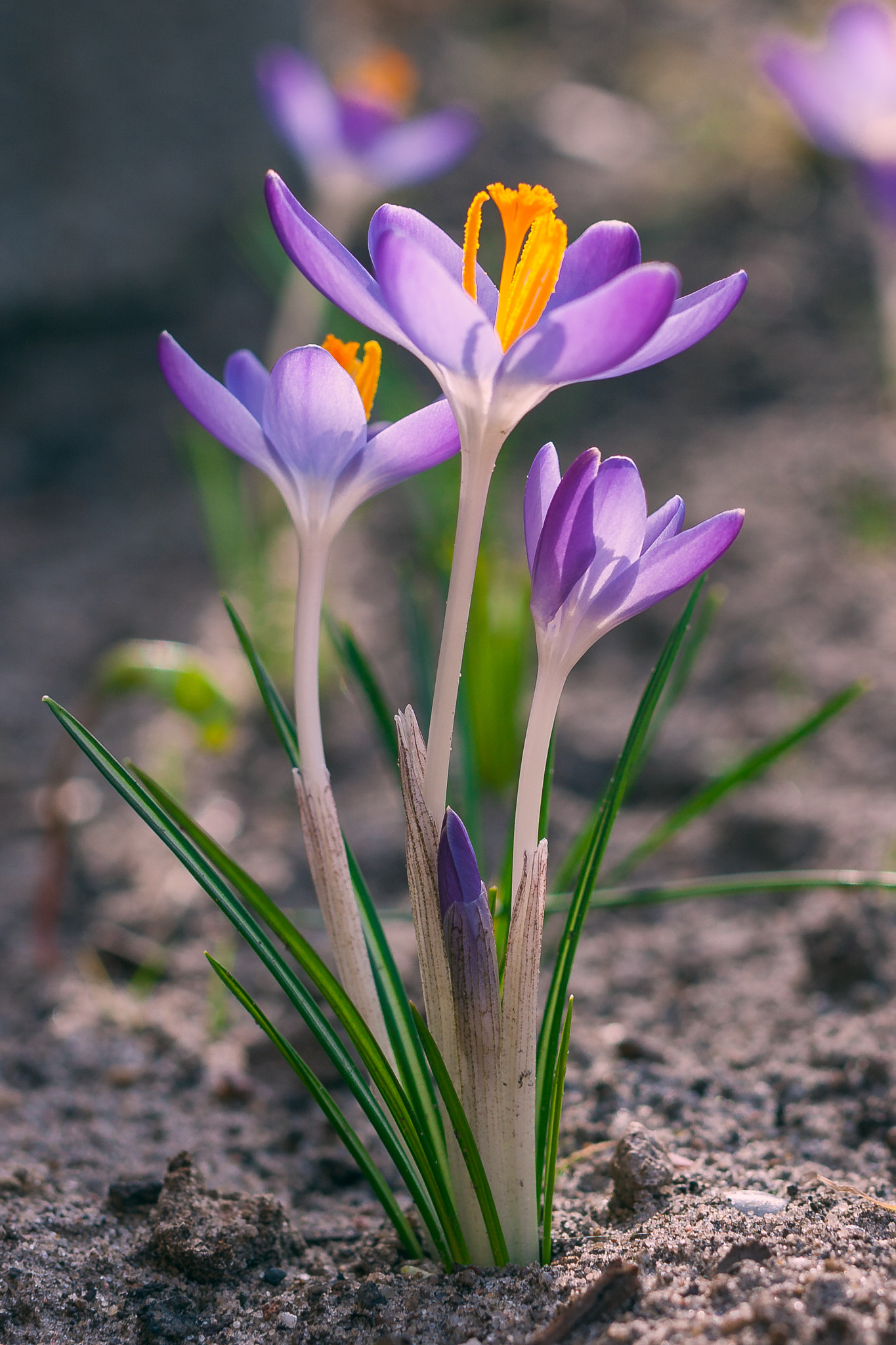 Canon EOS 40D + Canon EF 50mm F1.2L USM sample photo. Purple crocus photography