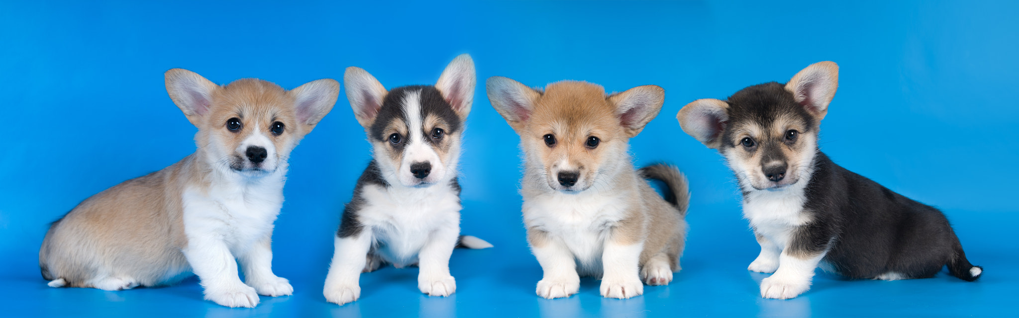 Nikon D300 + Nikon AF-S Nikkor 17-35mm F2.8D ED-IF sample photo. Pembroke welsh corgi puppies photography