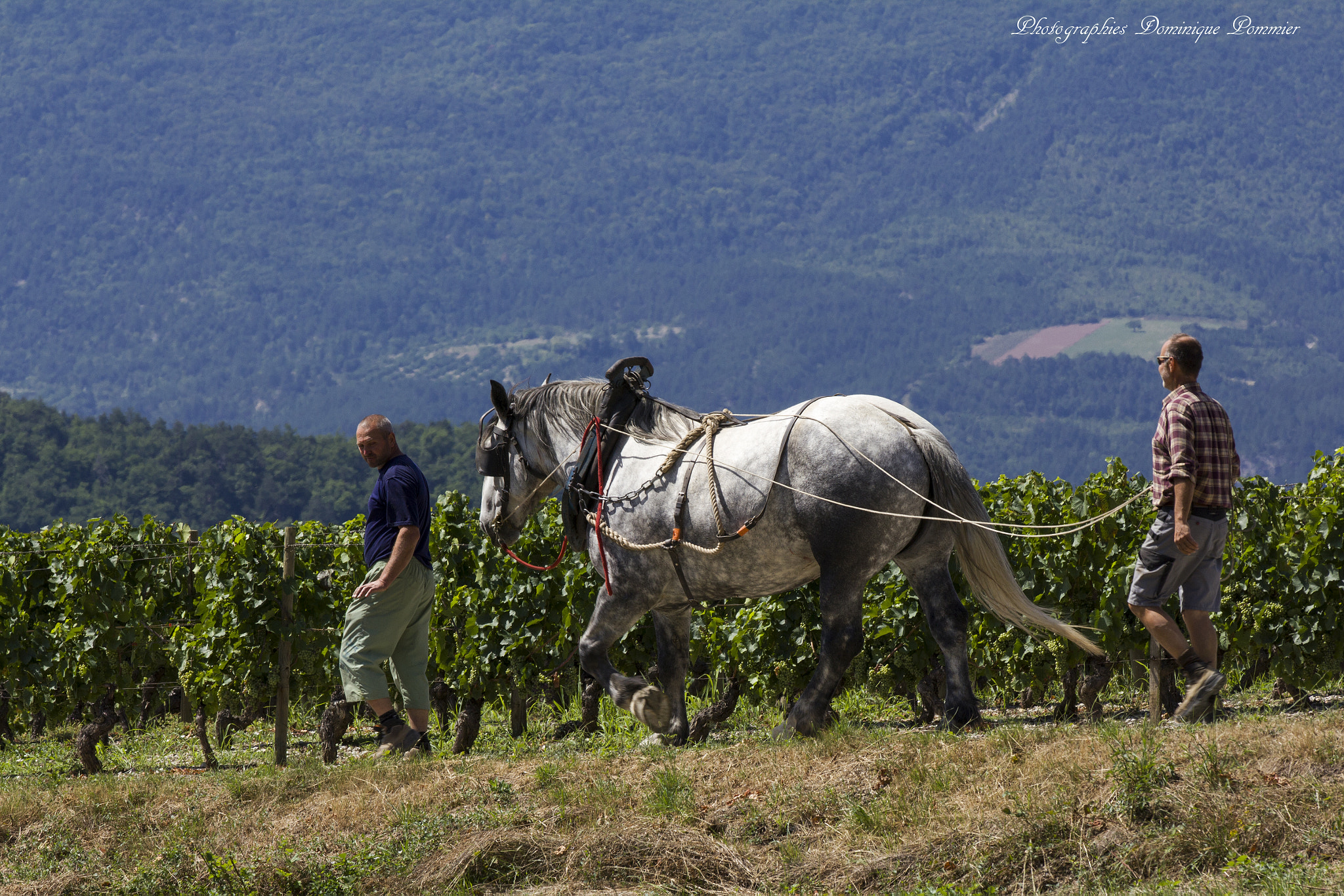 Canon EF 70-200mm F2.8L IS II USM sample photo. Des chevaux et des hommes photography