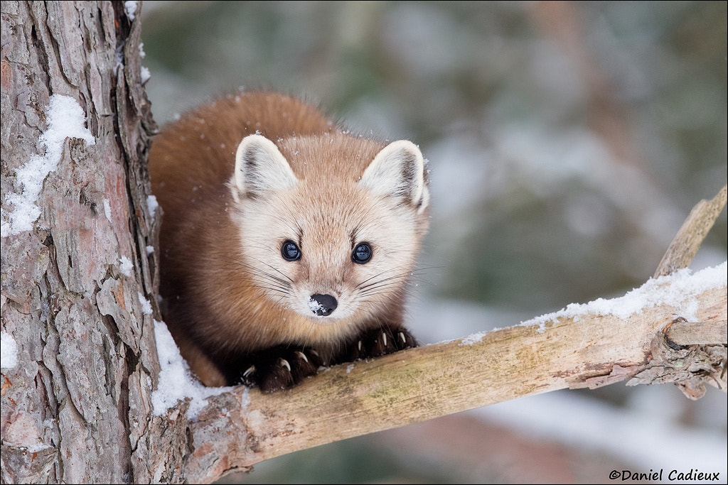 Canon EF 500mm F4L IS II USM sample photo. Pine marten showing claws photography