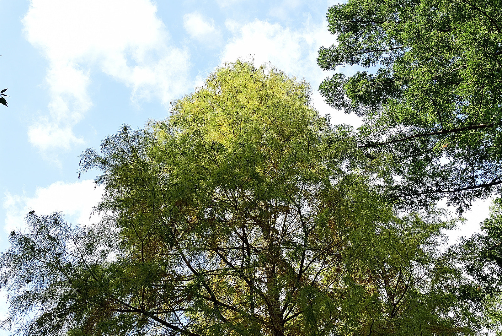 Nikon D200 sample photo. Evergreen tree in winter photography