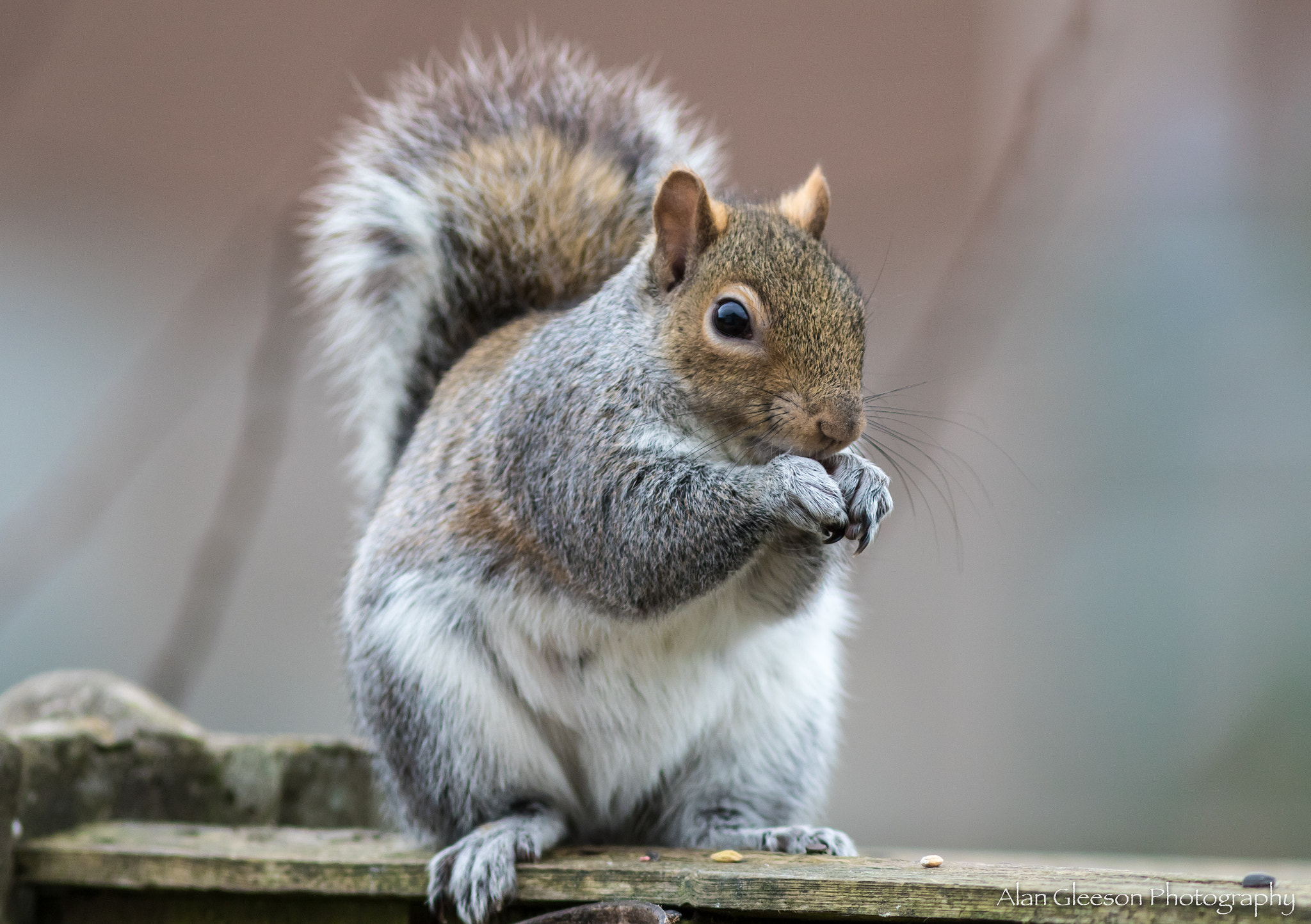 Canon EOS 7D Mark II + Canon EF 300mm F4L IS USM sample photo. Hungry squirrel photography