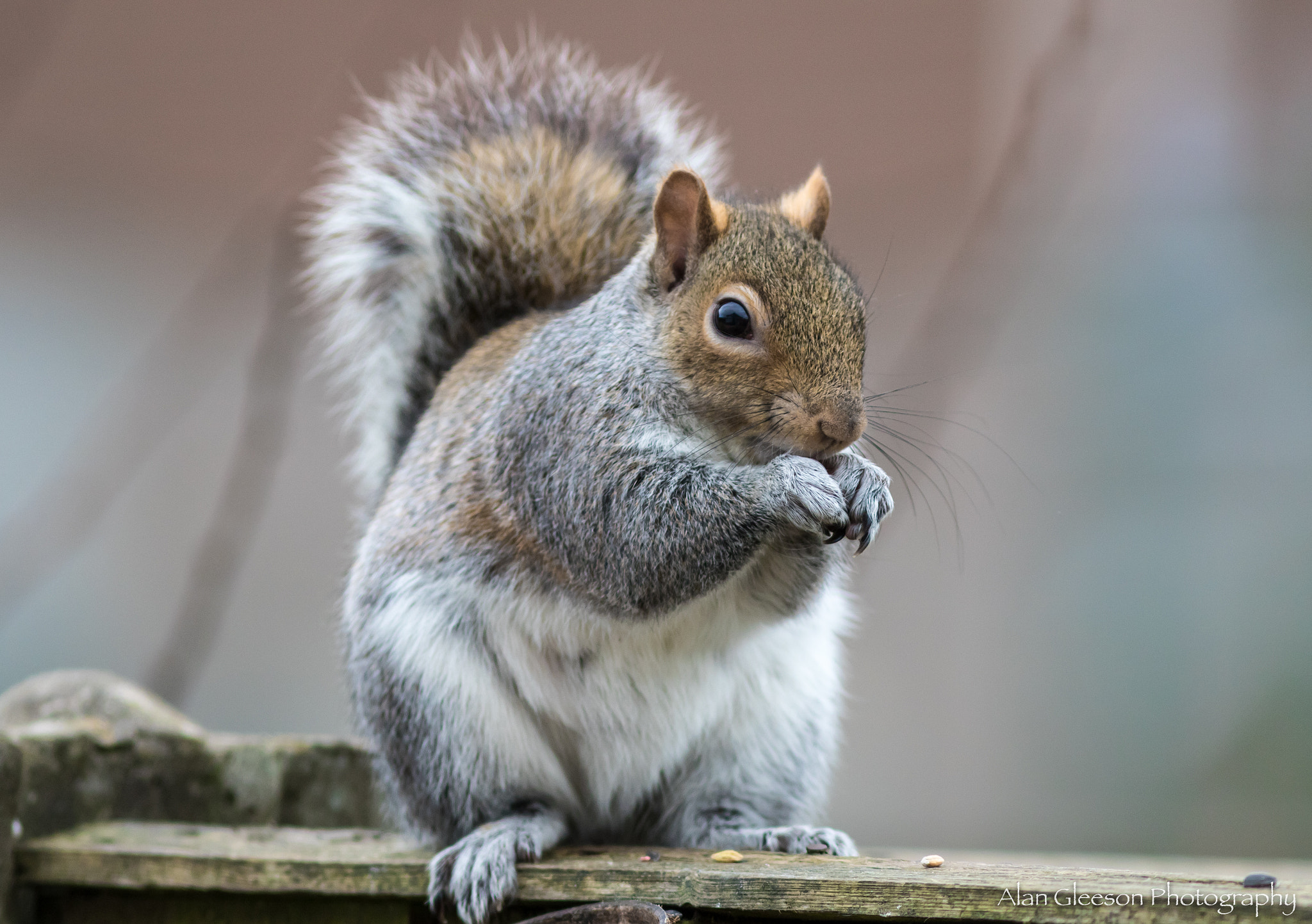 Canon EF 300mm F4L IS USM sample photo. Hungry squirrel photography