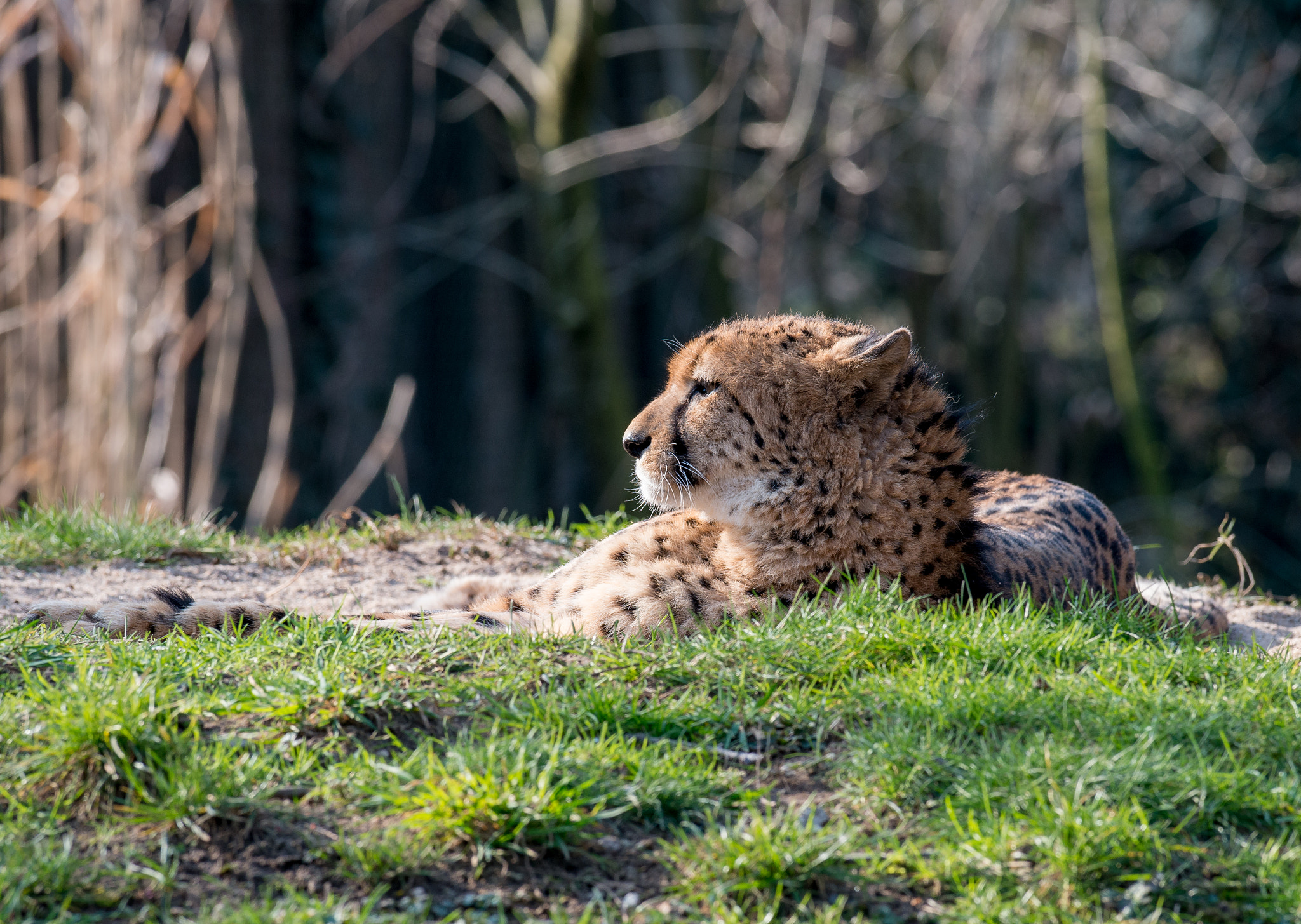 Nikon AF-S Nikkor 300mm F2.8G ED VR II sample photo. Gepard photography