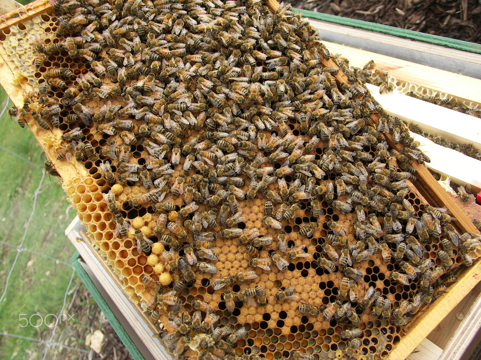 KONICA MINOLTA DiMAGE A200 sample photo. Honey bees photography