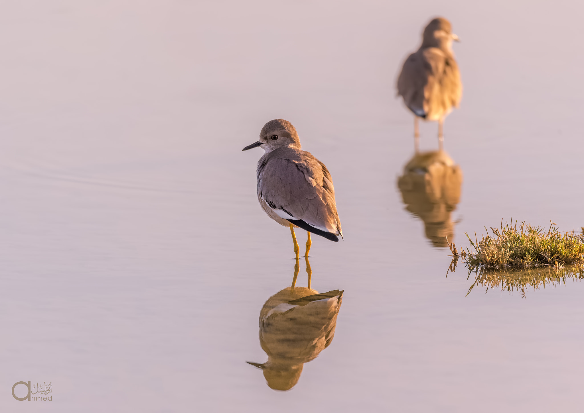 Sigma 150-600mm F5-6.3 DG OS HSM | S sample photo