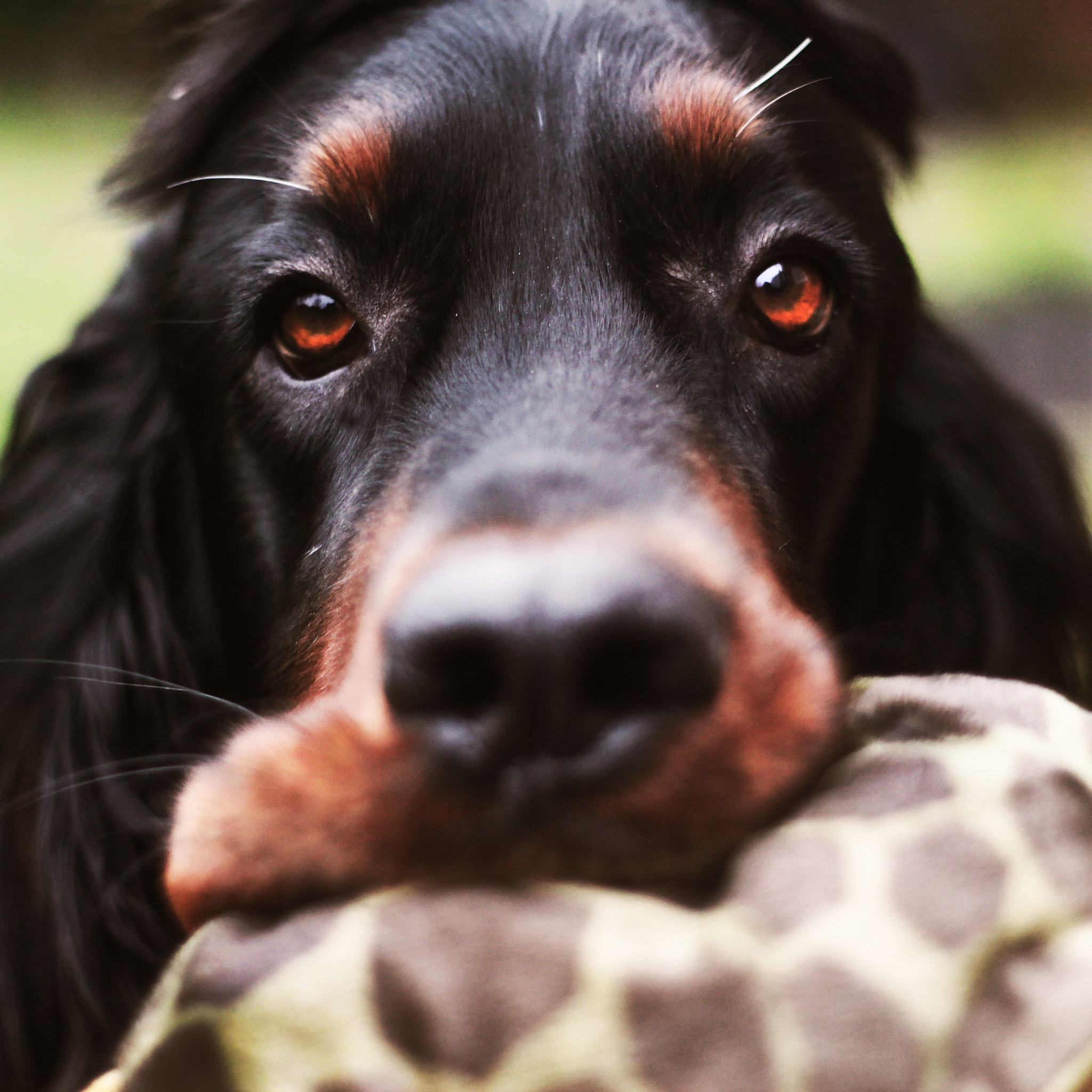 Canon EF 50mm f/1.8 sample photo. Hector :) photography