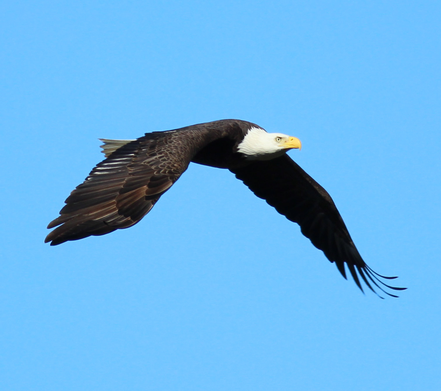 Canon EF 400mm F5.6L USM sample photo. Freedom photography