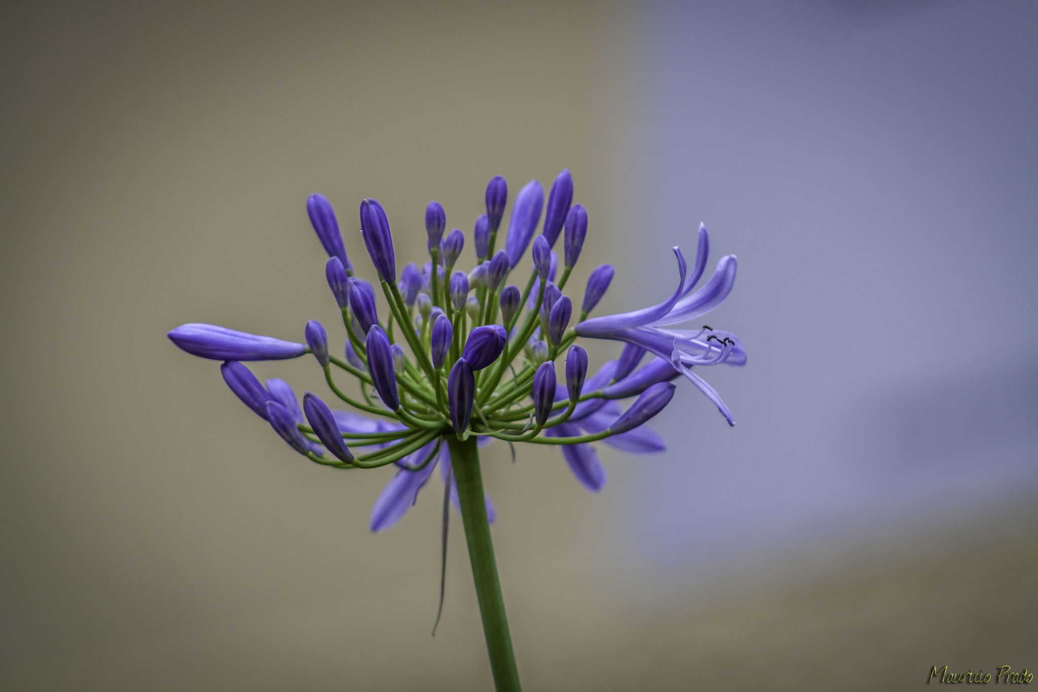 Canon EOS 50D + EF75-300mm f/4-5.6 sample photo. Idylls ... [ agapanthus africanus ] photography