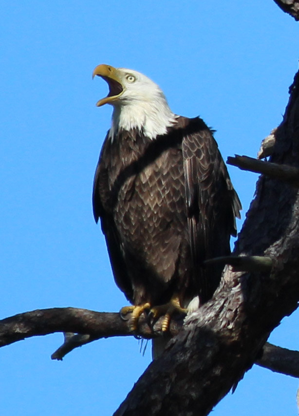 Canon EF 400mm F5.6L USM sample photo. Screamer photography