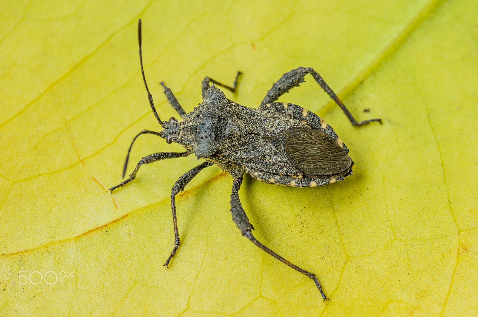 Pentax K-3 + Tamron SP AF 90mm F2.8 Di Macro sample photo. Another bug photography