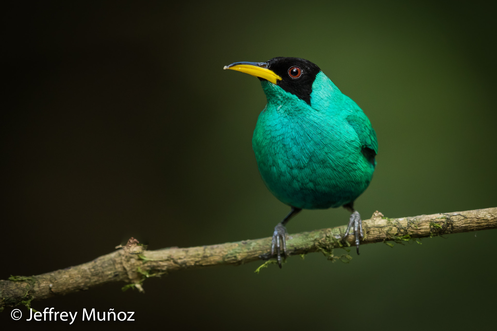 Canon EF 500mm F4L IS II USM sample photo. Green honeycreeper photography