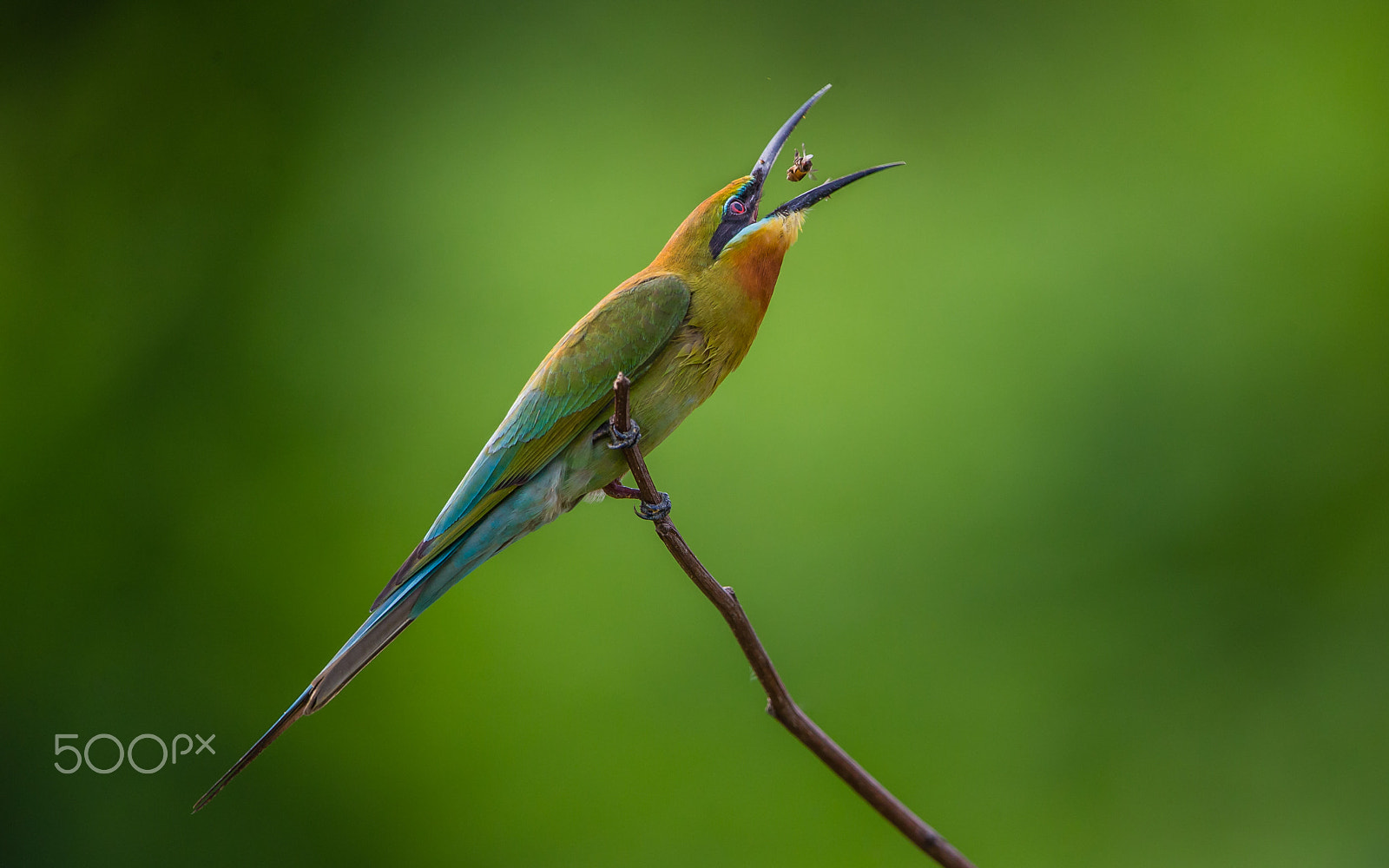 Canon EOS-1D X sample photo. Blue tailed bee eater photography