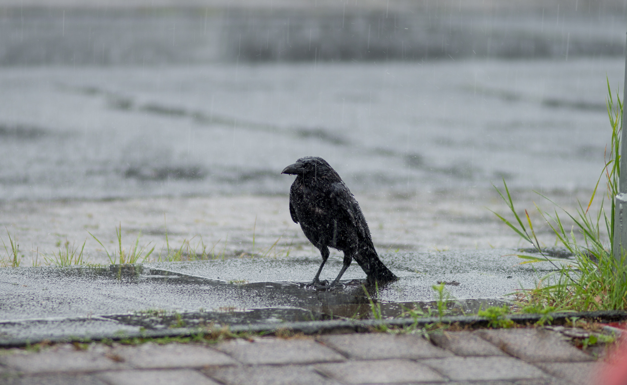 Nikon AF Nikkor 180mm F2.8D ED-IF sample photo. Mieses wetter photography