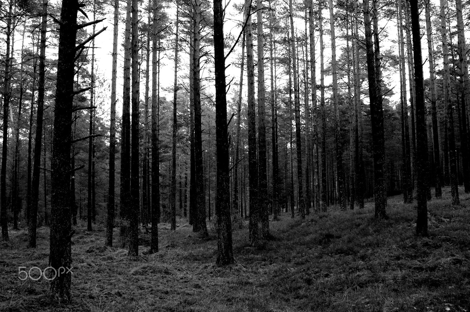 Pentax K-3 II + Sigma 17-35mm F2.8-4 EX DG sample photo. Forest photography