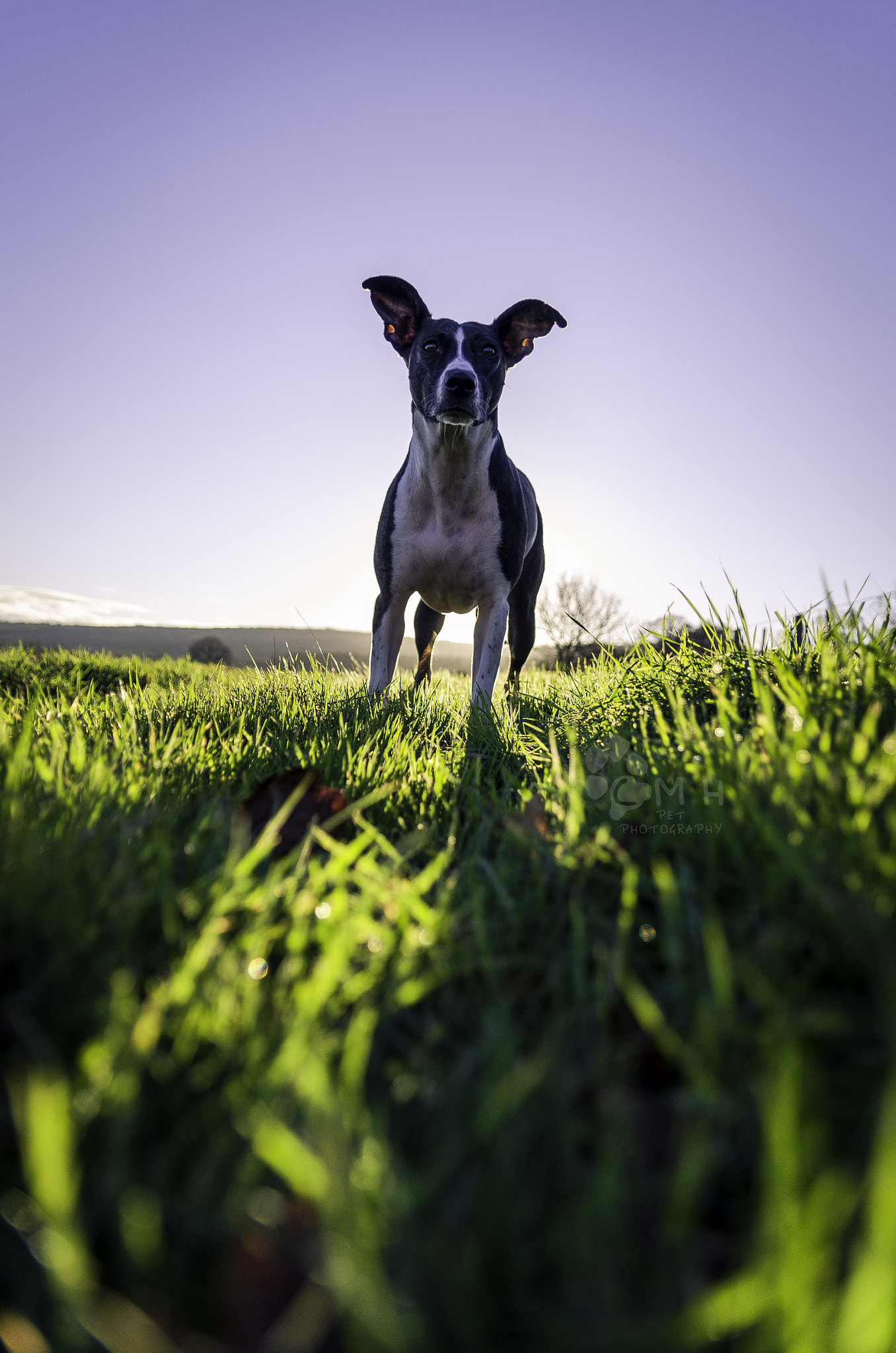 Sigma 17-50mm F2.8 EX DC OS HSM sample photo. Kalli photography