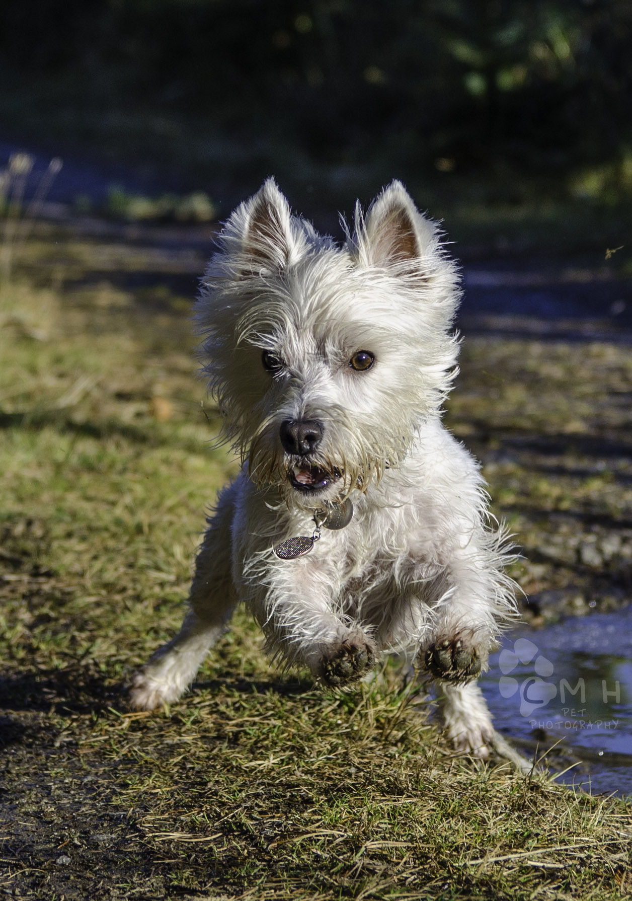 Sigma 17-50mm F2.8 EX DC OS HSM sample photo. Ralphy on the go photography
