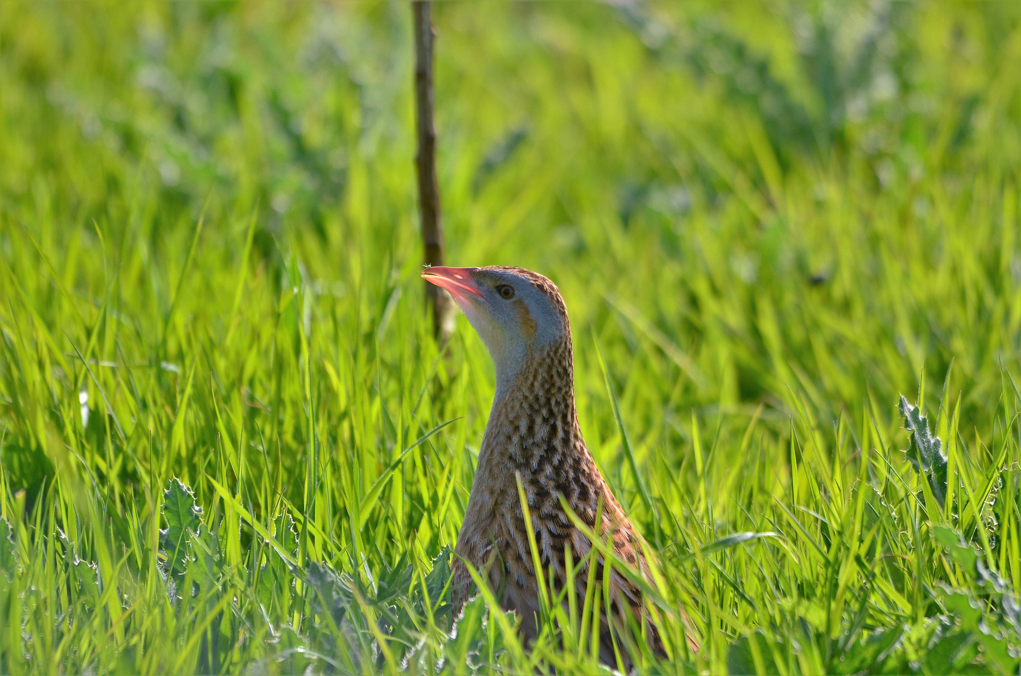 Nikon D5100 + Sigma 120-400mm F4.5-5.6 DG OS HSM sample photo. Corncrake, iona, scotland photography