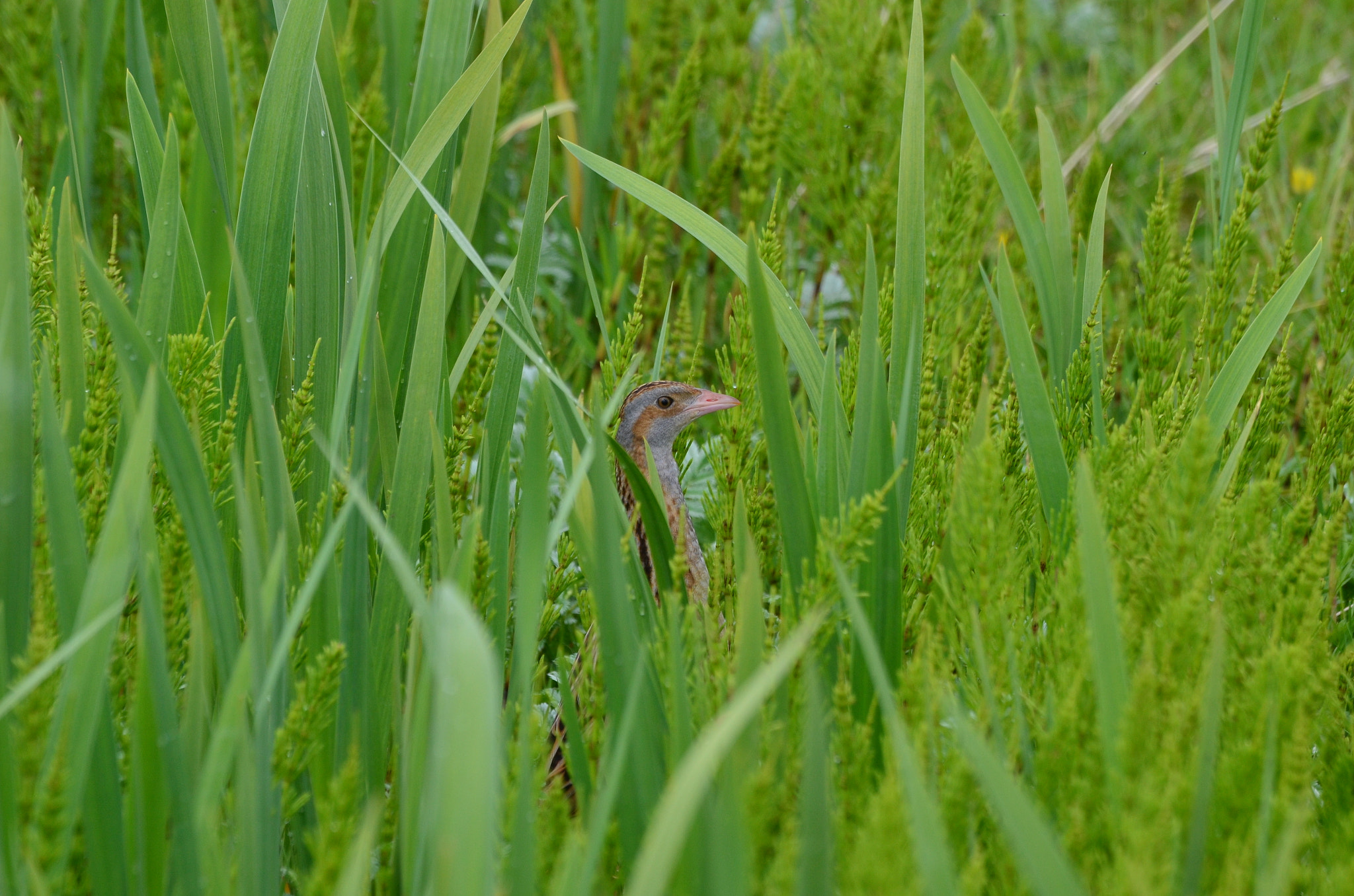 Nikon D5100 + Sigma 120-400mm F4.5-5.6 DG OS HSM sample photo. Corncrake, iona, scotland photography