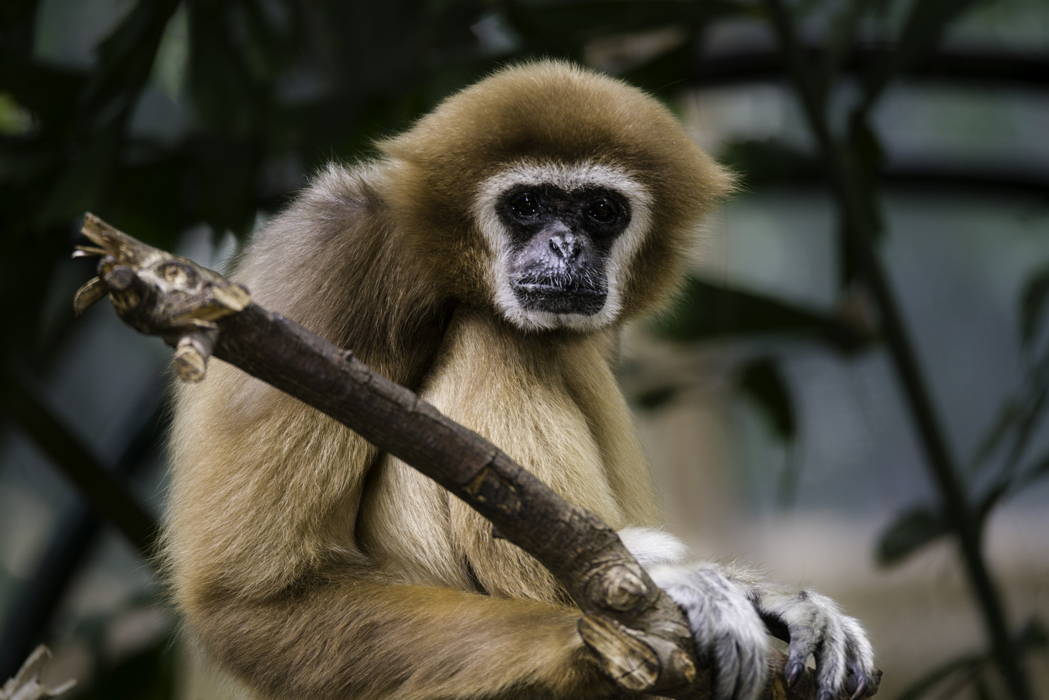 150-600mm F5-6.2 OSS sample photo. White-handed gibbon photography