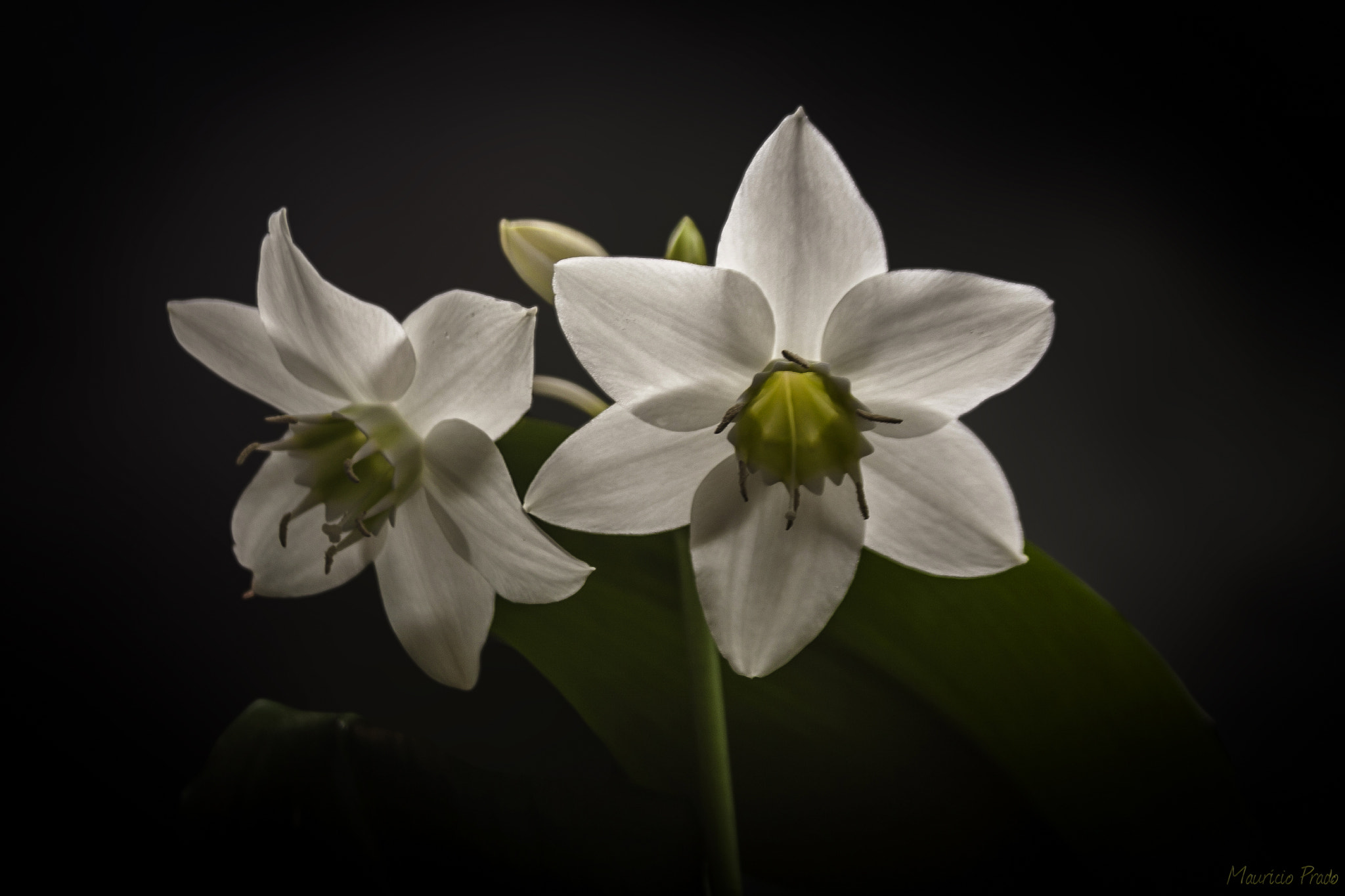 Canon EOS 50D sample photo. Lights in the darkness [eucharis amazonica] photography