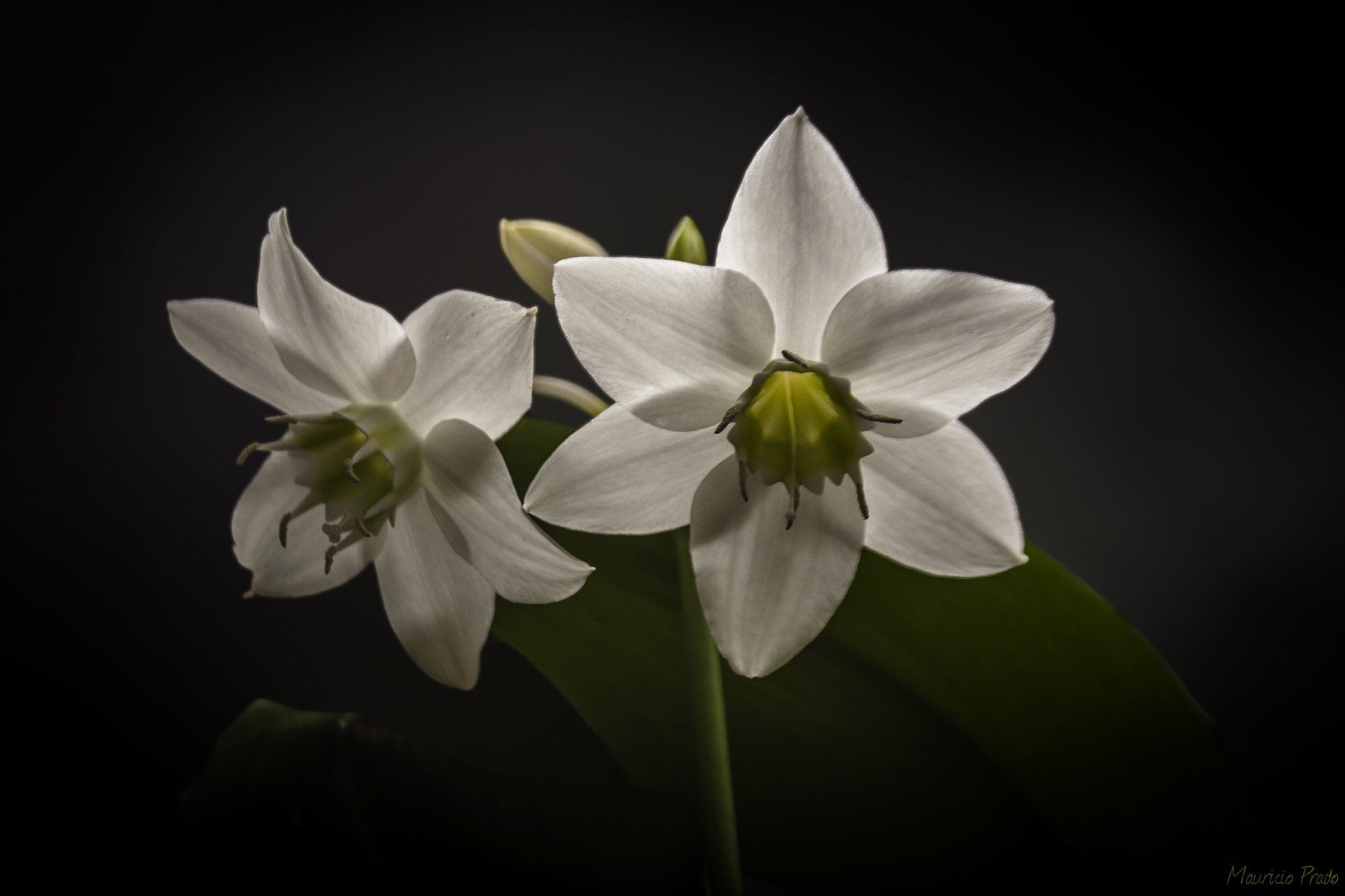 Canon EF 28-135mm F3.5-5.6 IS USM sample photo. Lights in the darkness [eucharis amazonica] photography