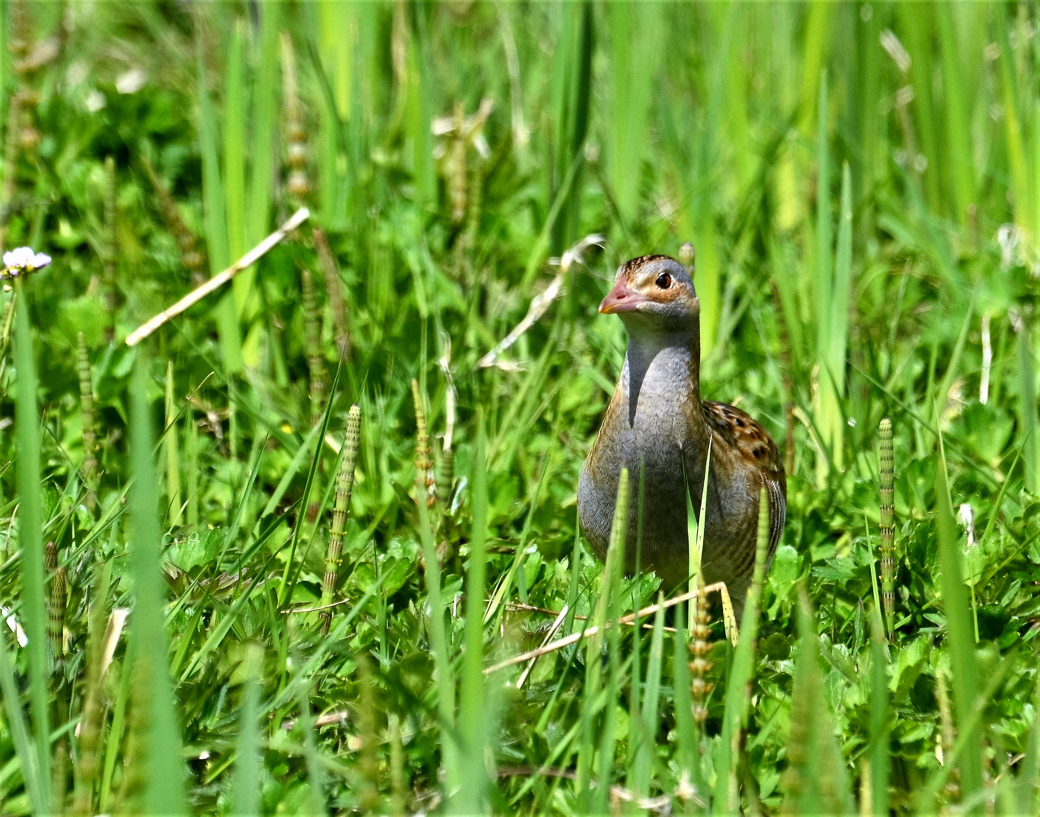 Nikon D5100 + Sigma 120-400mm F4.5-5.6 DG OS HSM sample photo. Corncrake, iona, scotland photography