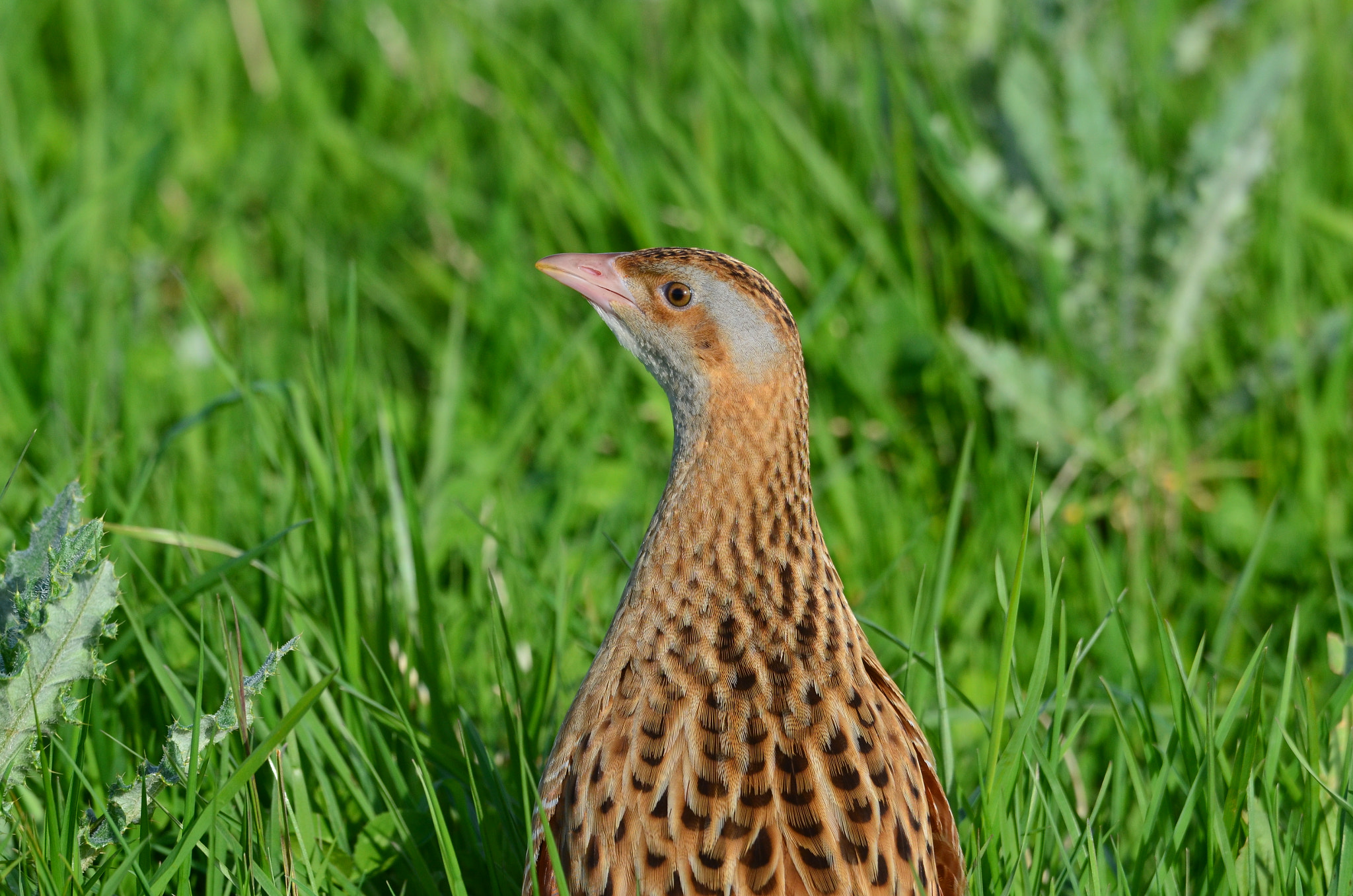 Nikon D5100 + Sigma 120-400mm F4.5-5.6 DG OS HSM sample photo. Corncrake, iona, scotland photography