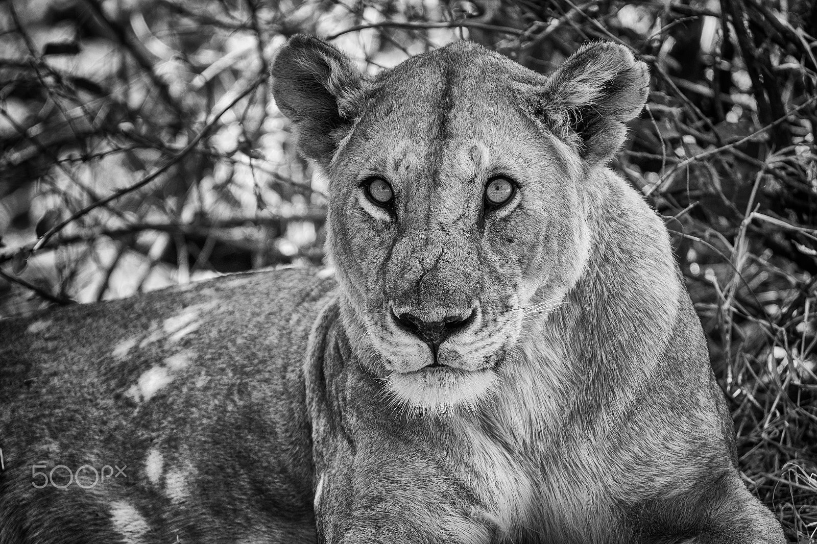 Canon EOS-1D X Mark II sample photo. Lion eyes photography