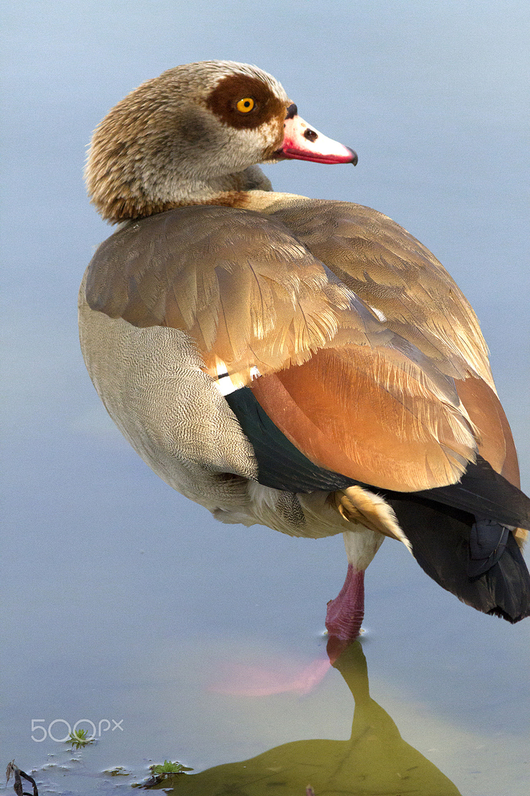 Canon EOS 7D + Canon EF 300mm F4L IS USM sample photo. Egyptian goose photography