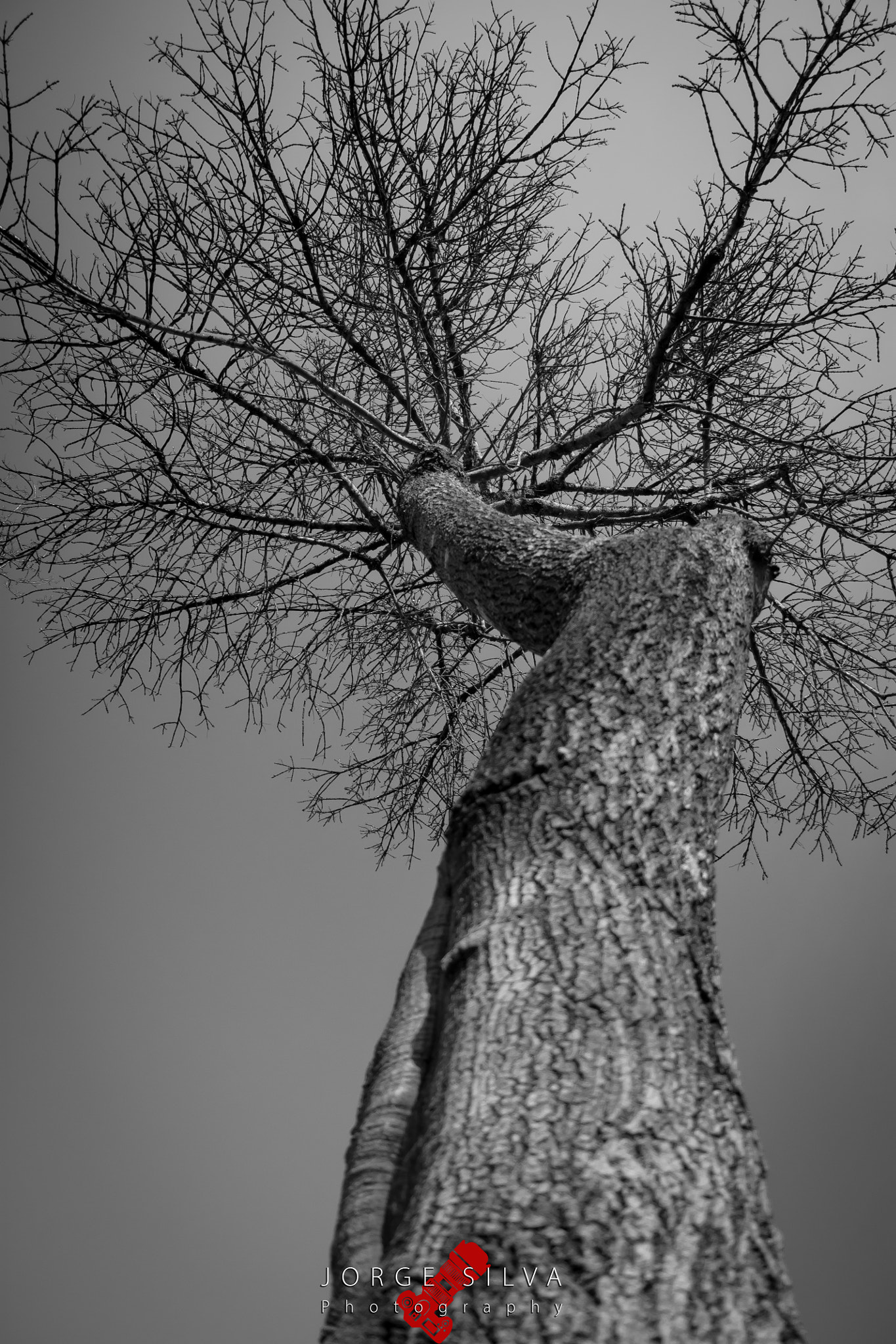 Canon EOS 1100D (EOS Rebel T3 / EOS Kiss X50) sample photo. Branches photography