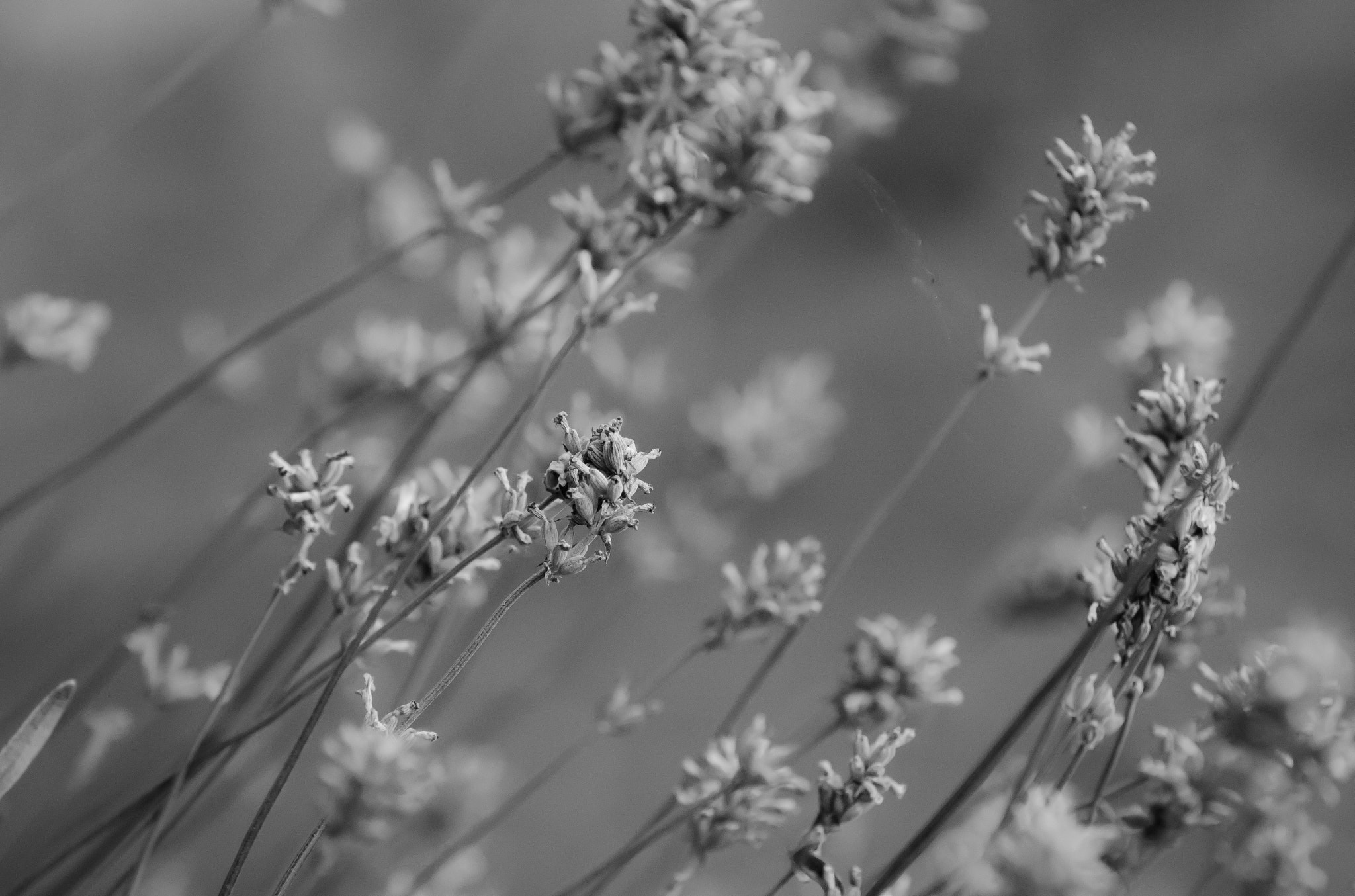 Nikon D7000 + Sigma 70-200mm F2.8 EX DG Macro HSM II sample photo. Lavender photography