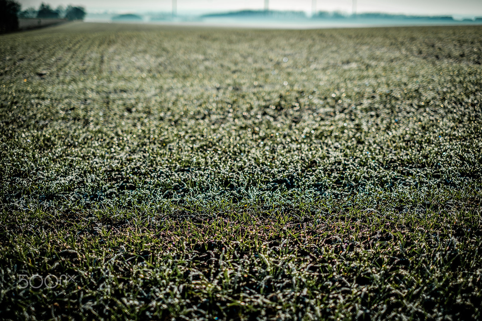 Fujifilm X-E2S sample photo. Frozen grass photography